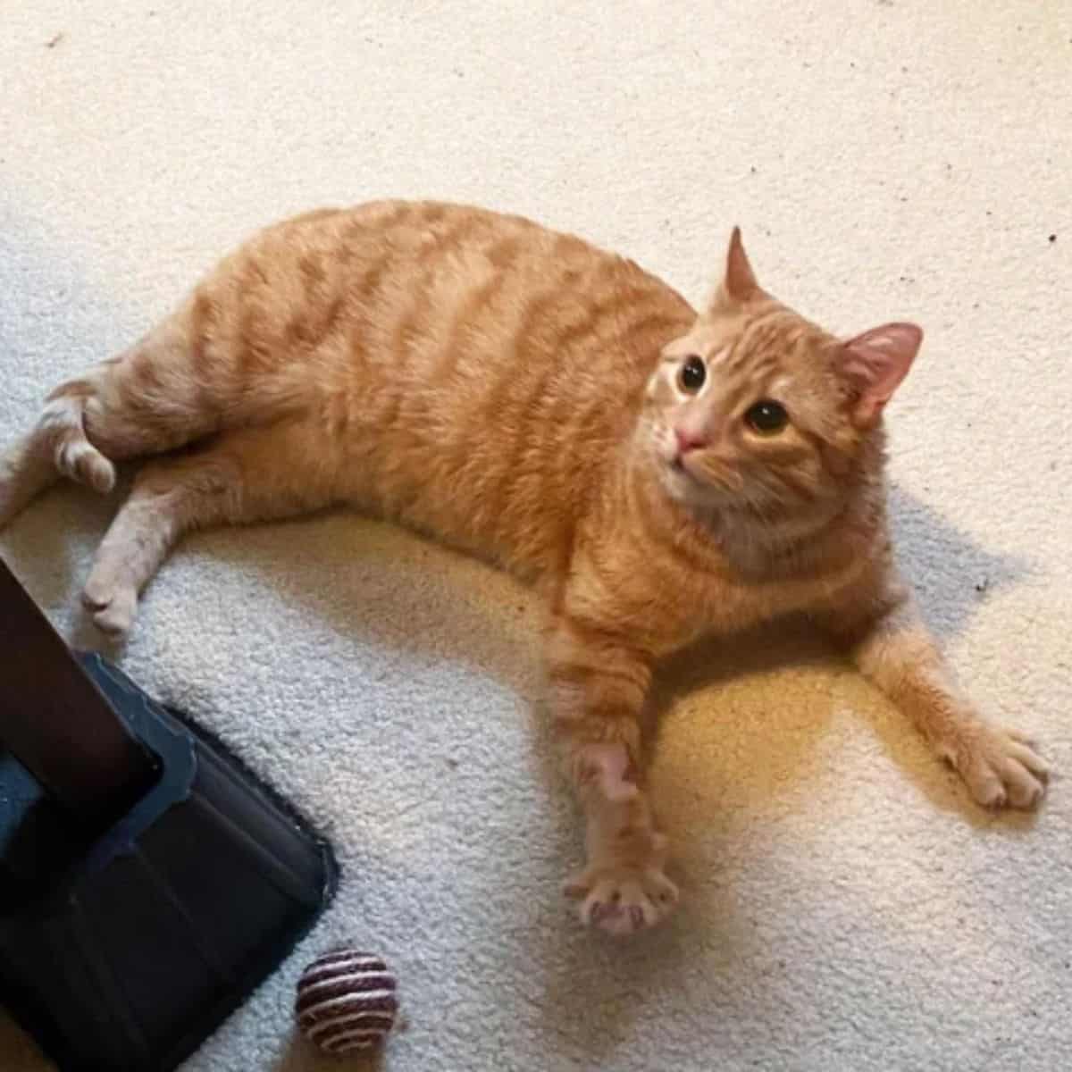 cat laying on rug