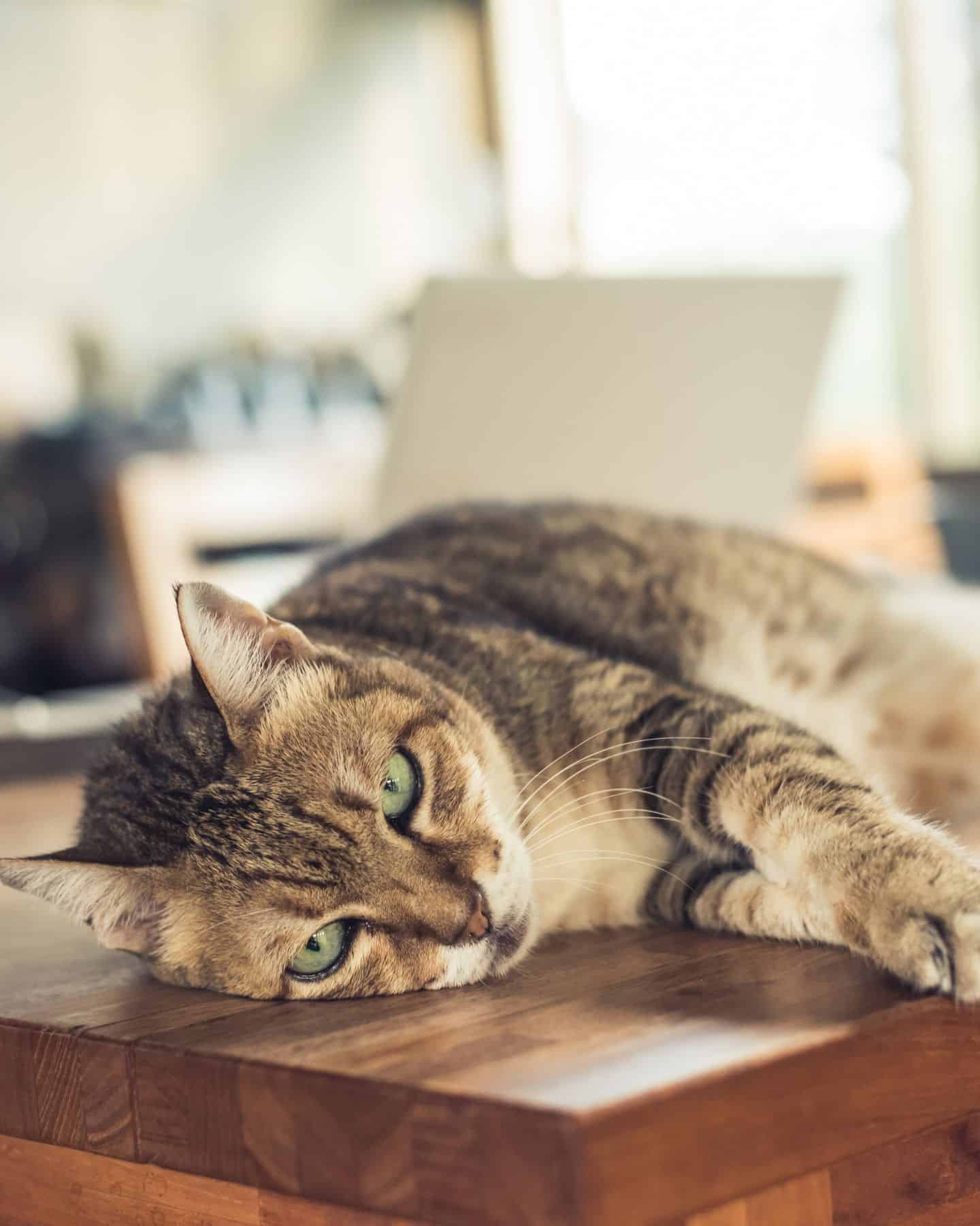 cat laying on table