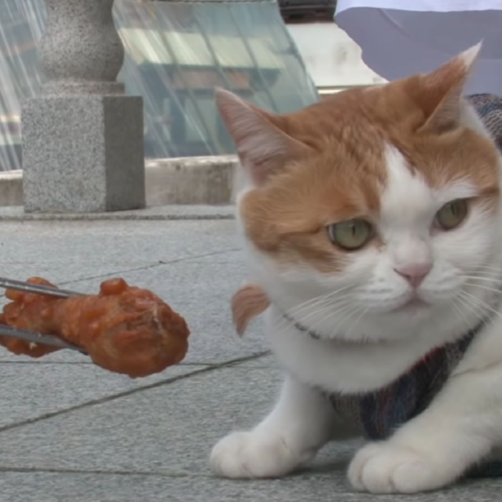 cat looking away from meat