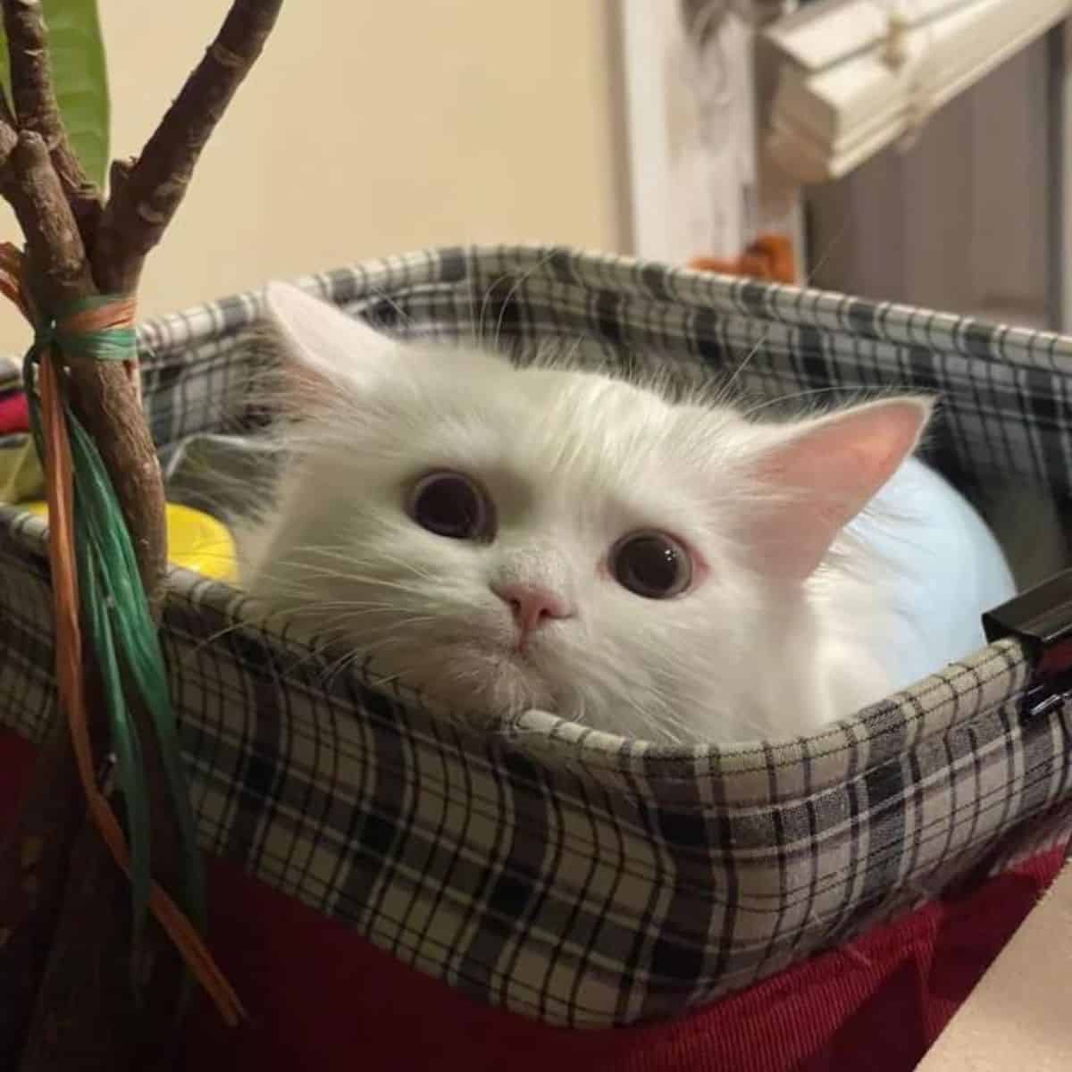 cat lying in a basket