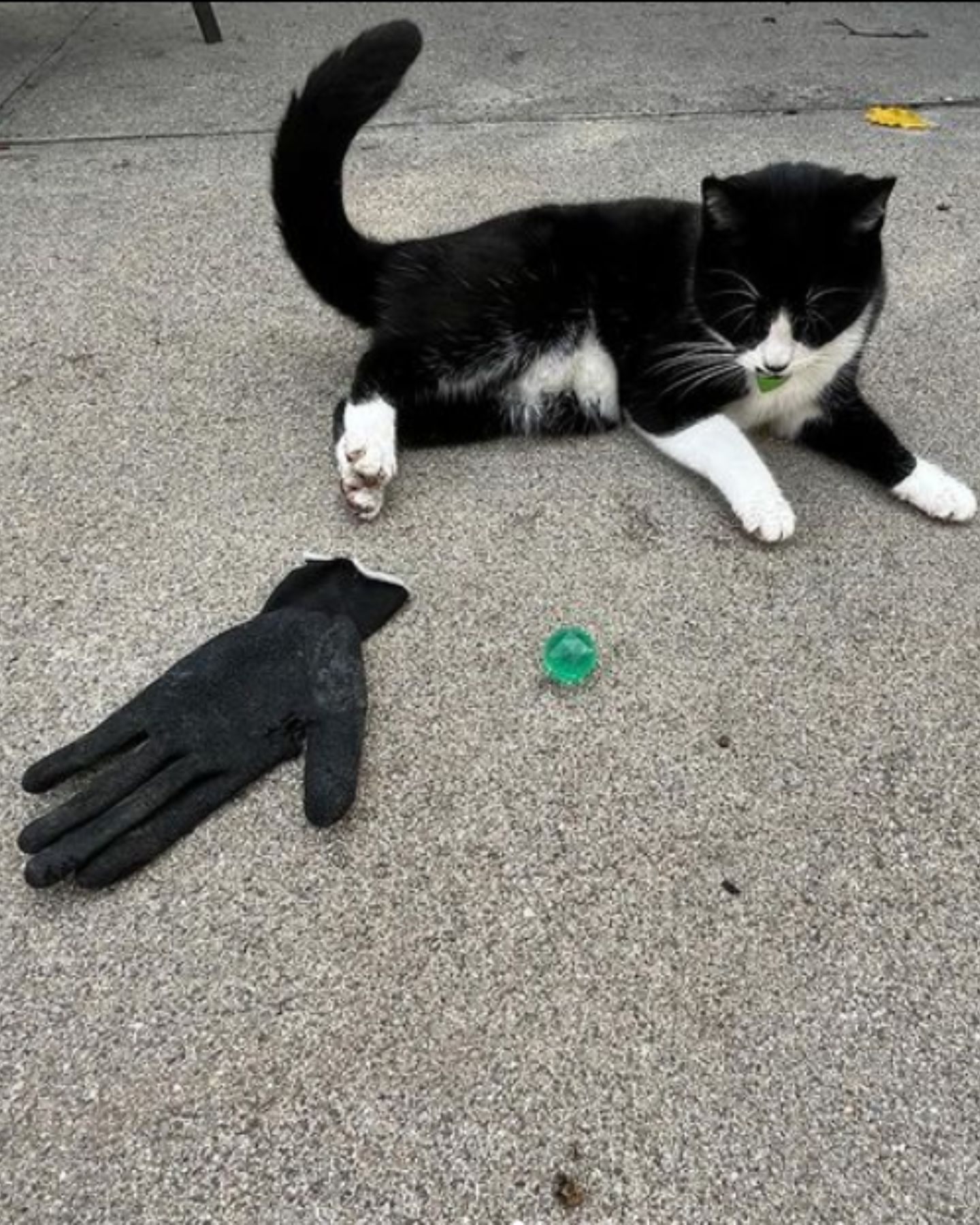cat lying next to a black glove