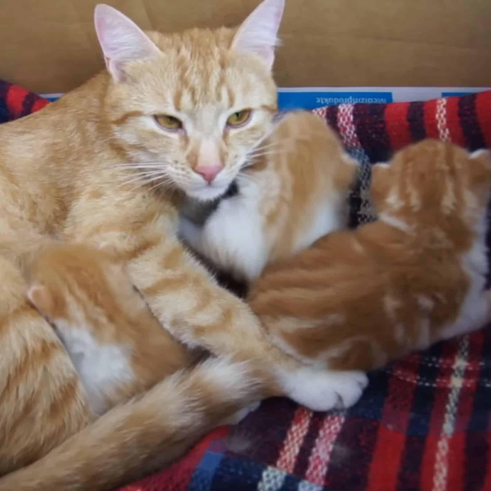 cat lying next to kittens
