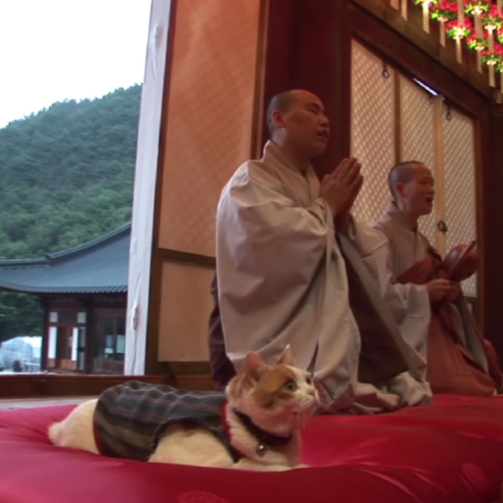 cat lying next to monks
