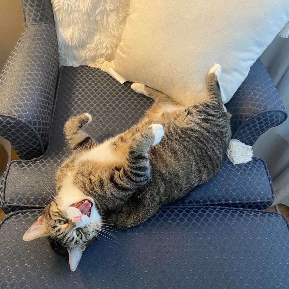 cat lying on a couch