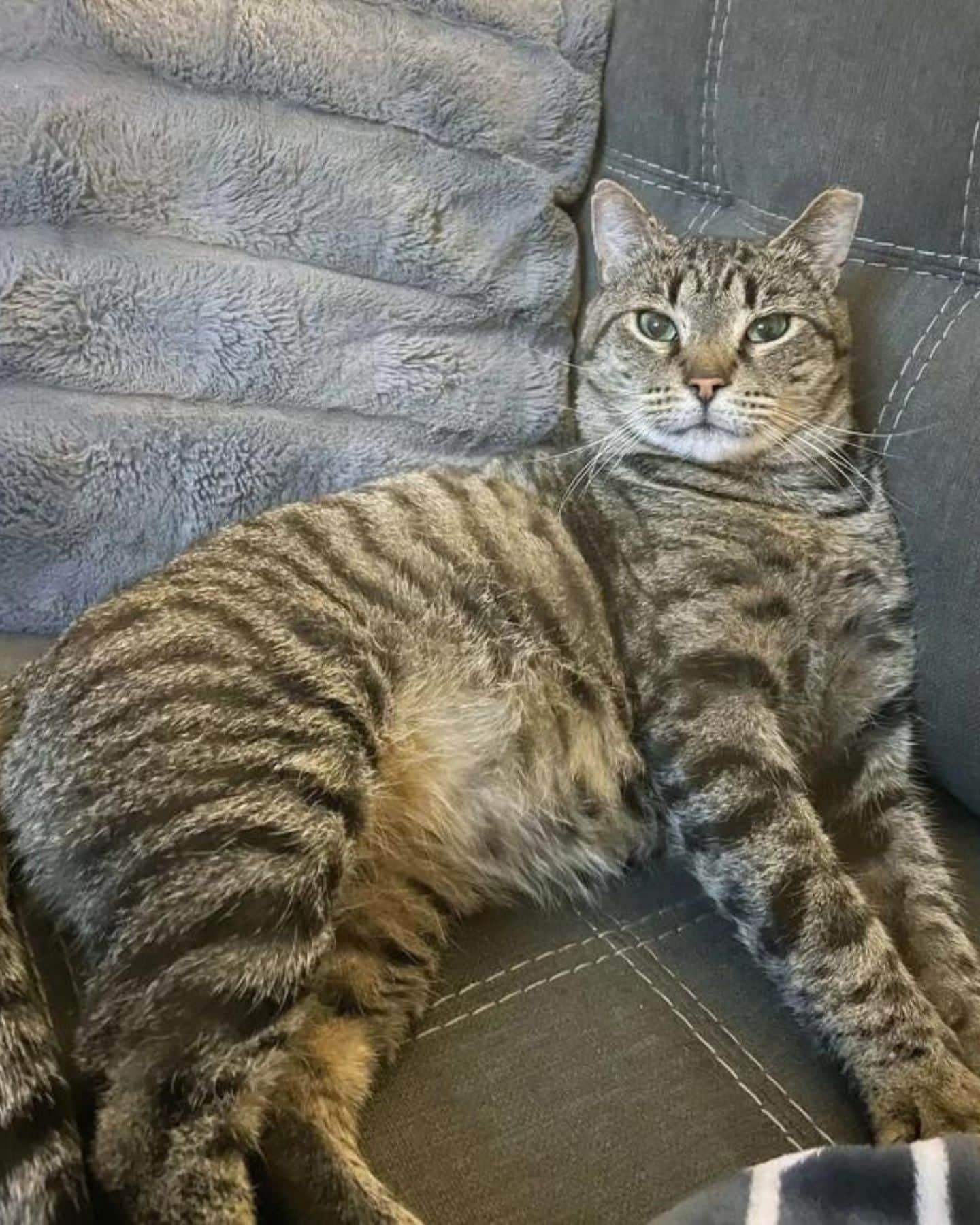 cat lying on couch