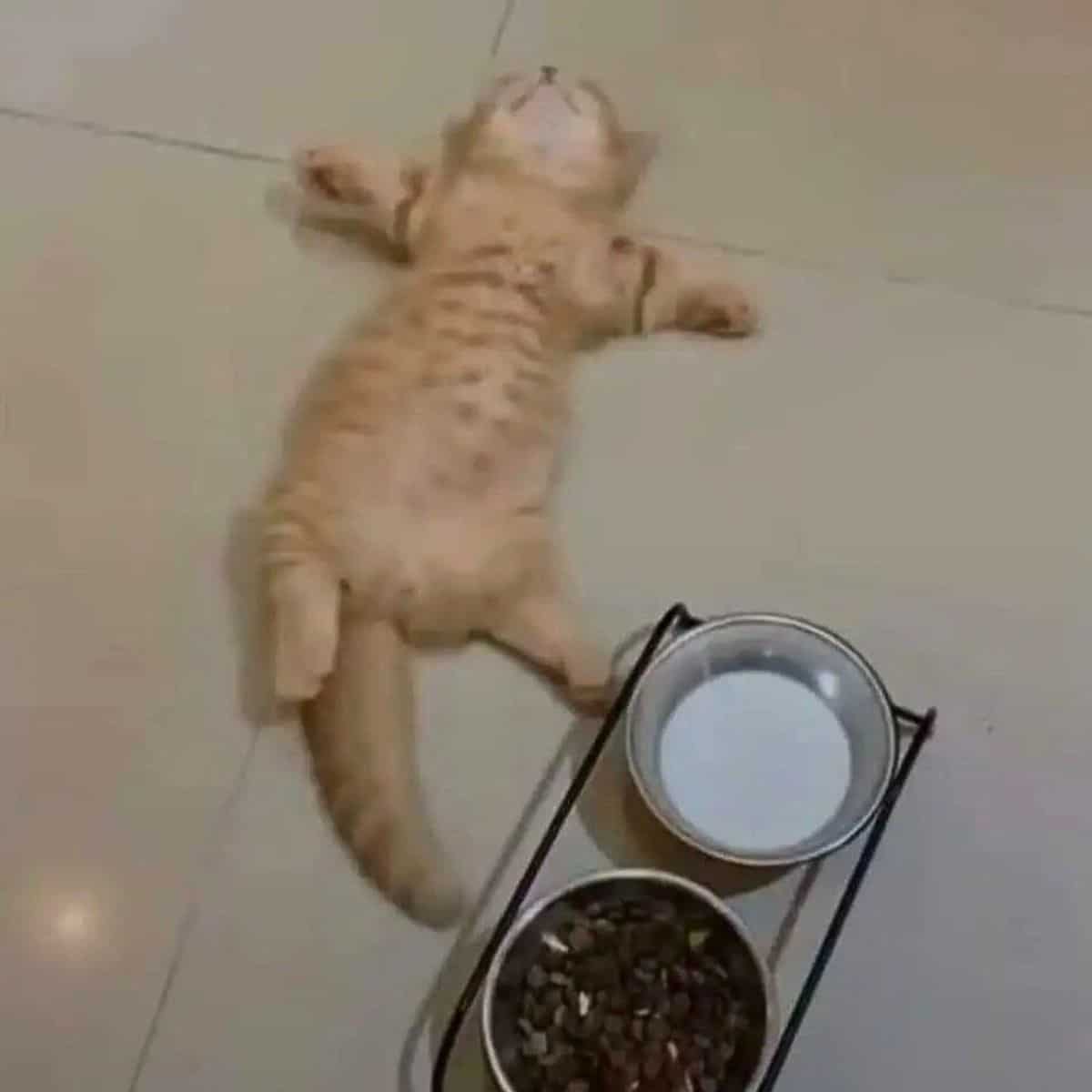 cat lying on its back