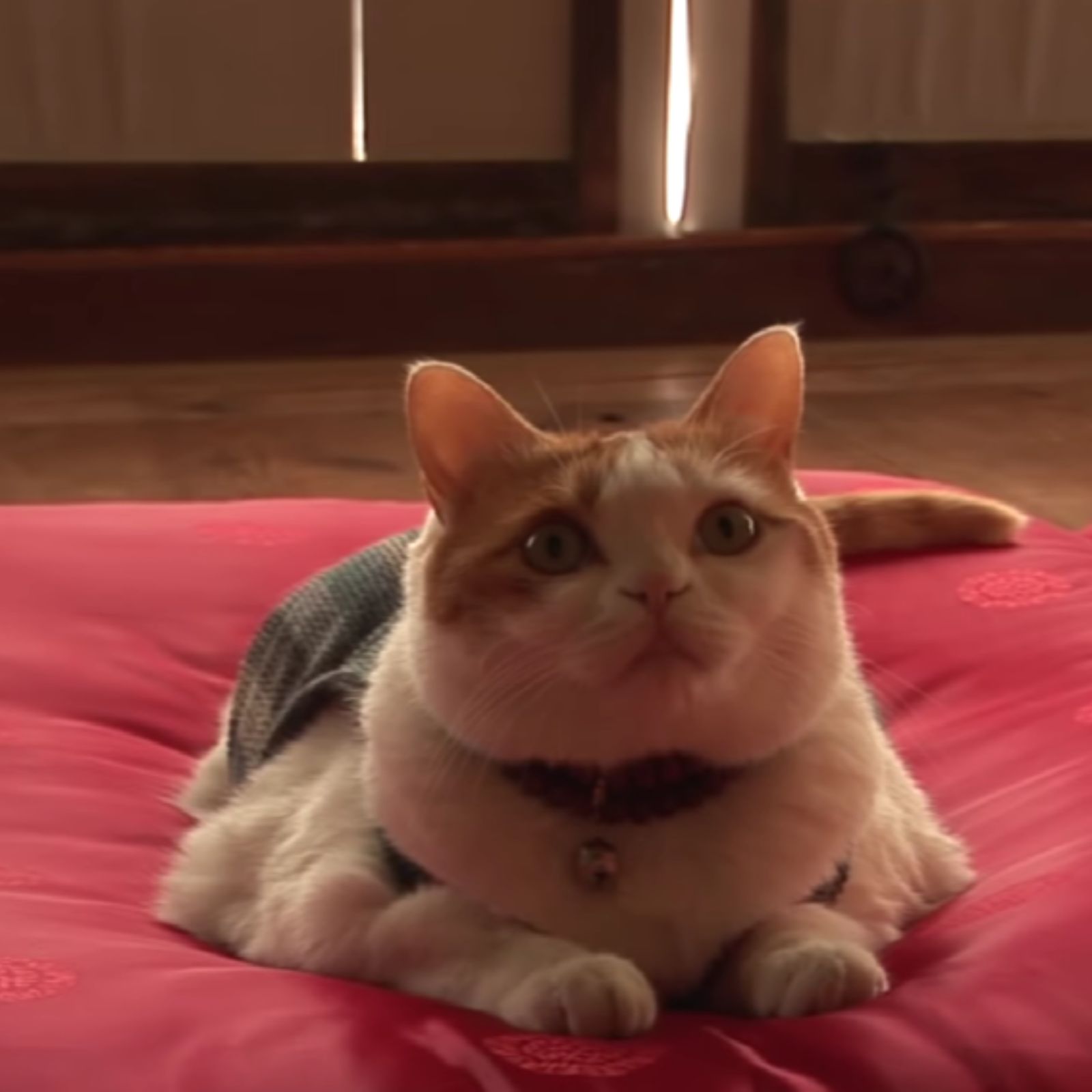 cat lying on red mat