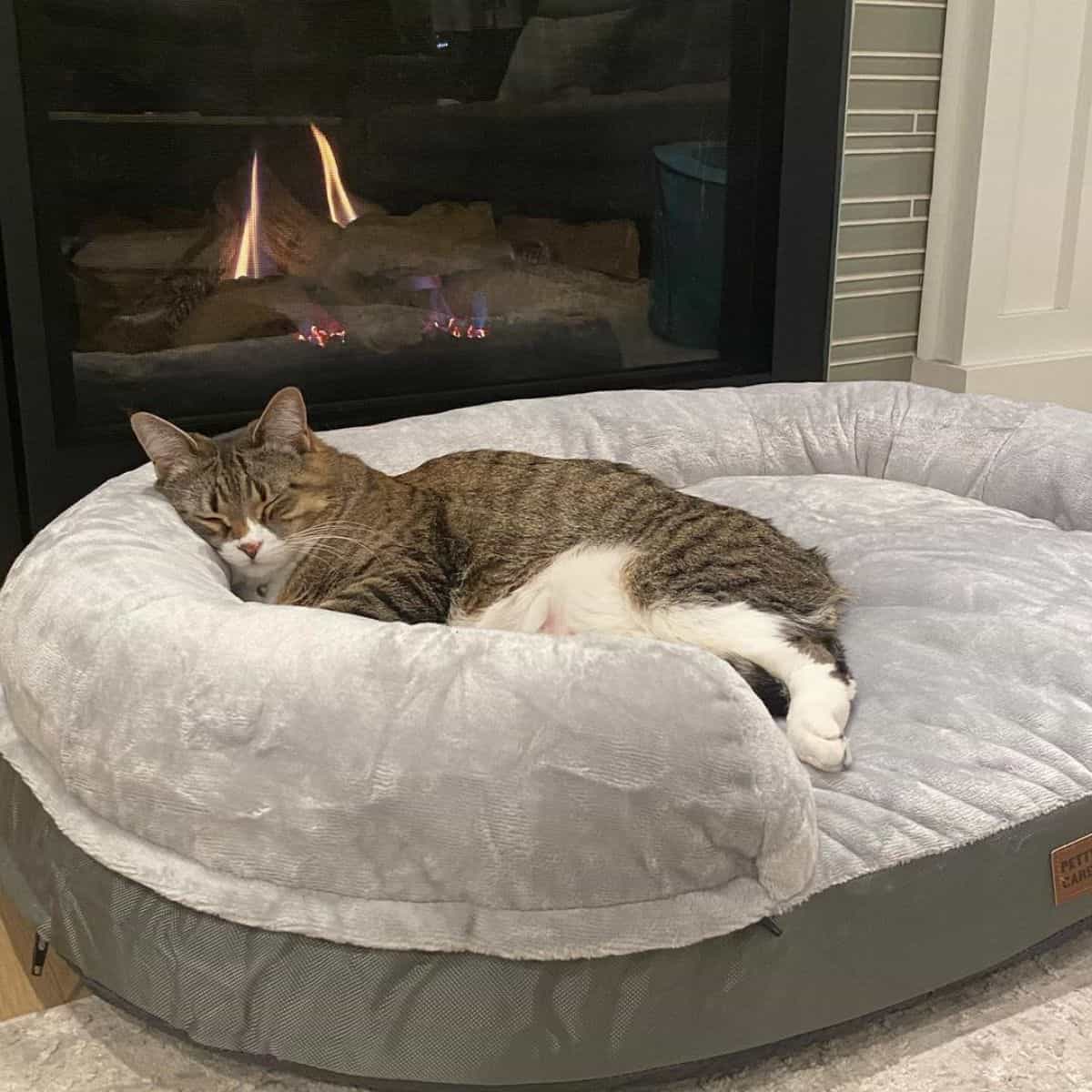 cat naping in front of fireplace