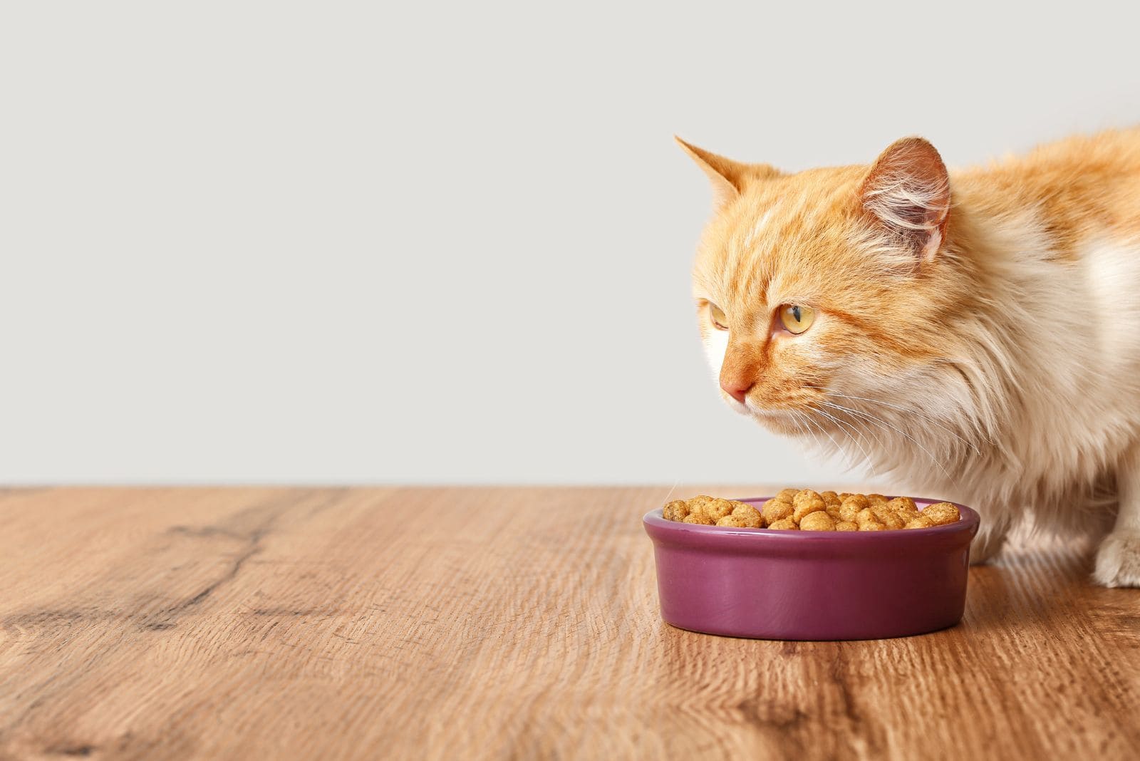 cat next to food bowl