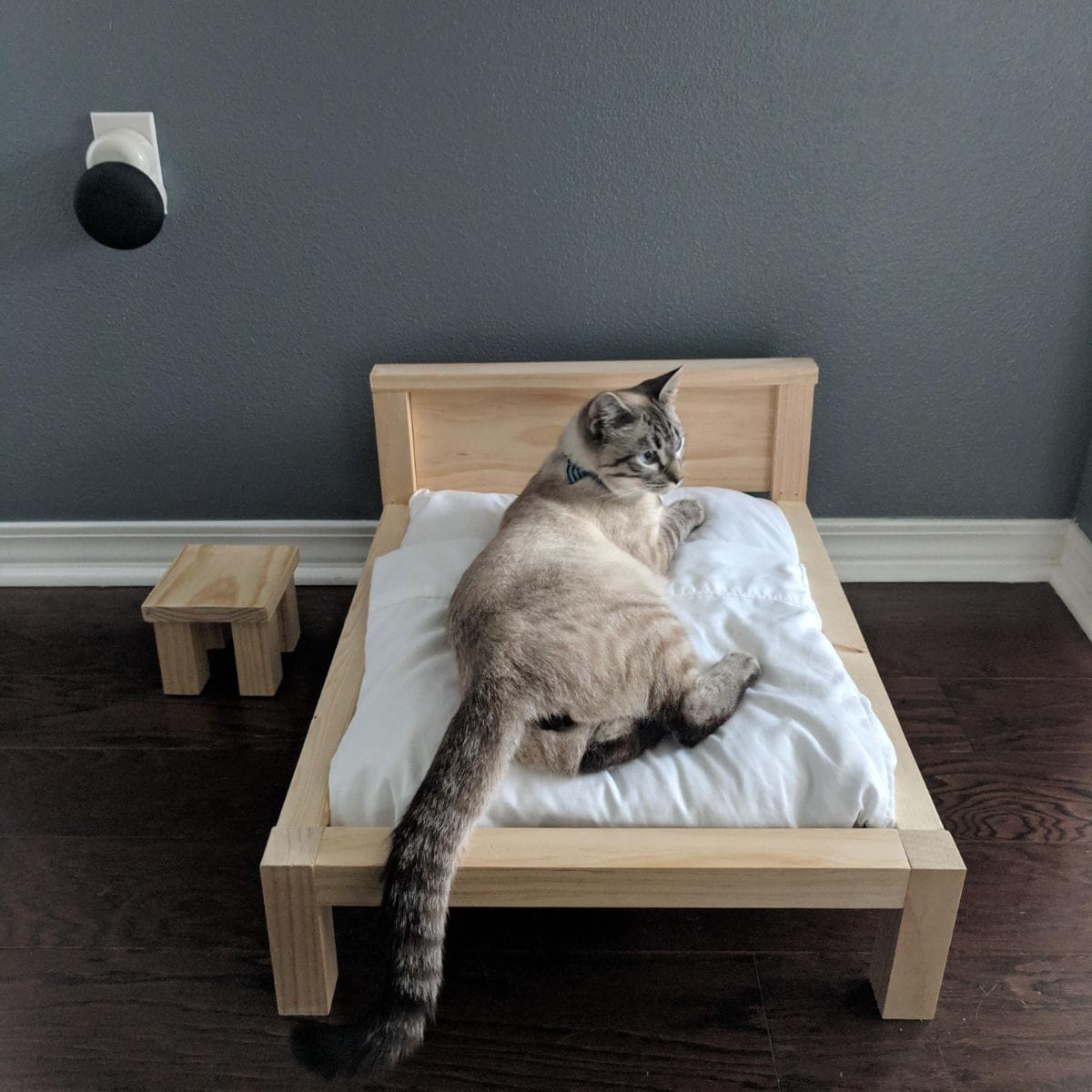 cat on little bed
