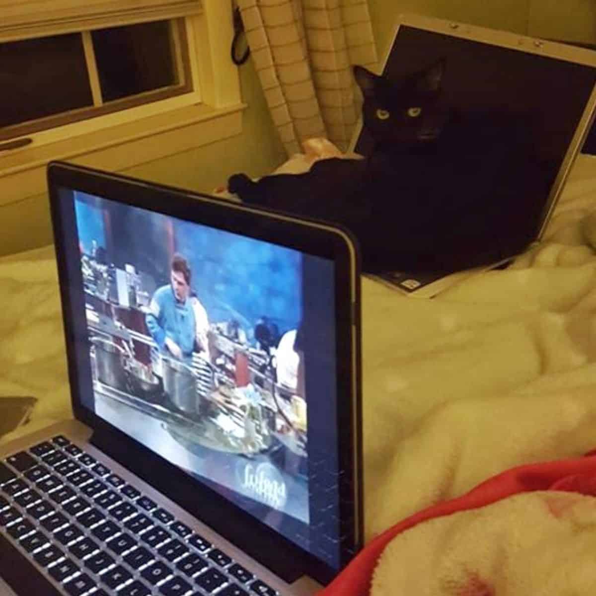 cat on the bed with laptop