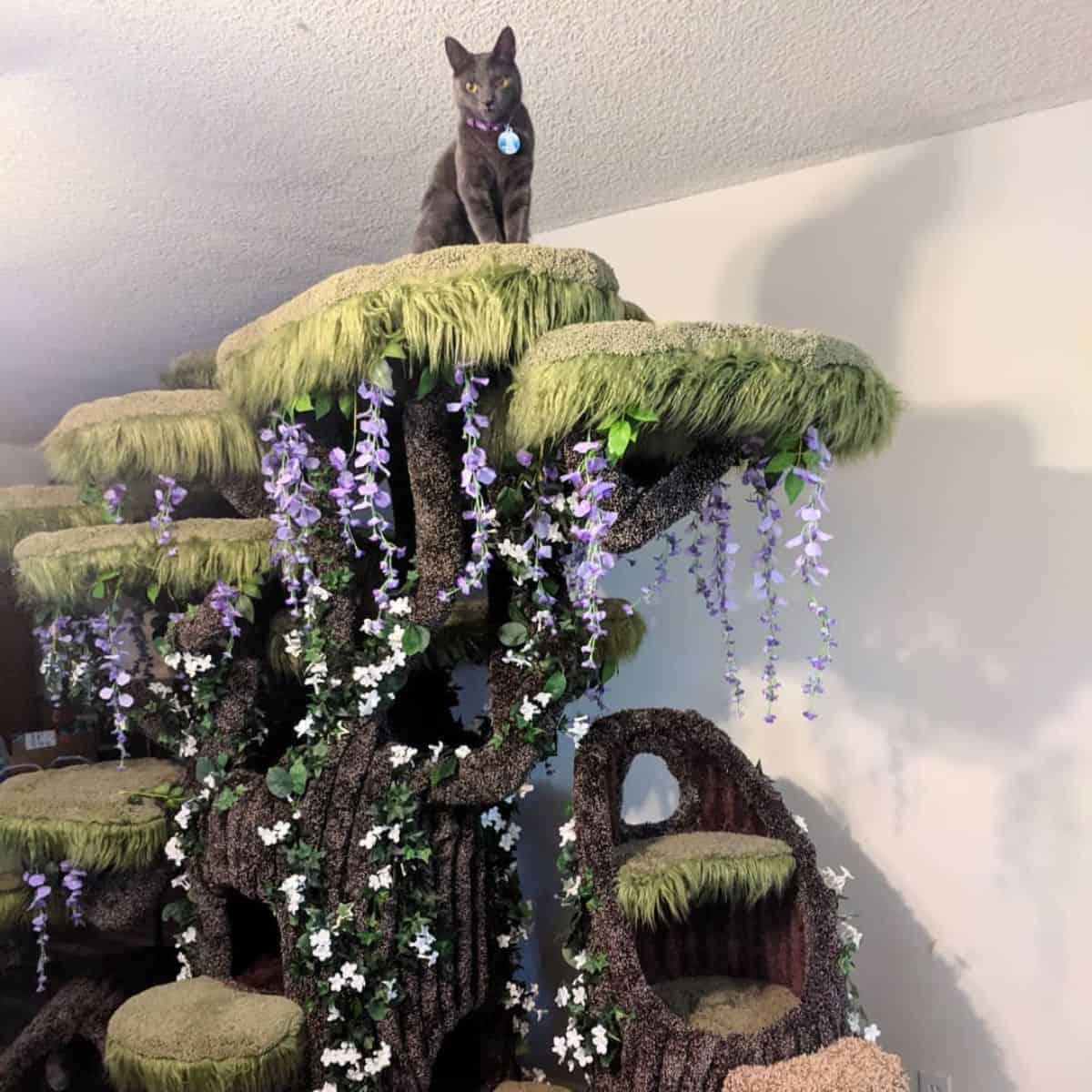 cat on the top of the tree