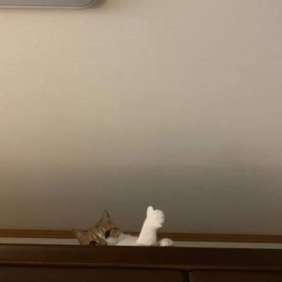 cat peeking from a shelf