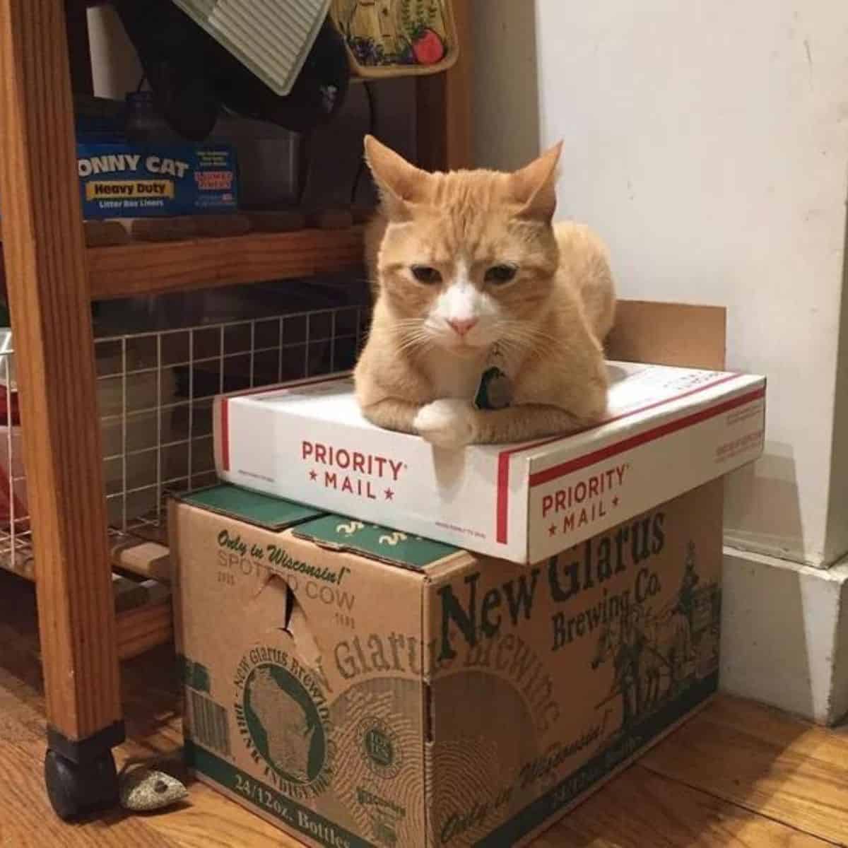 cat relaxing on boxes
