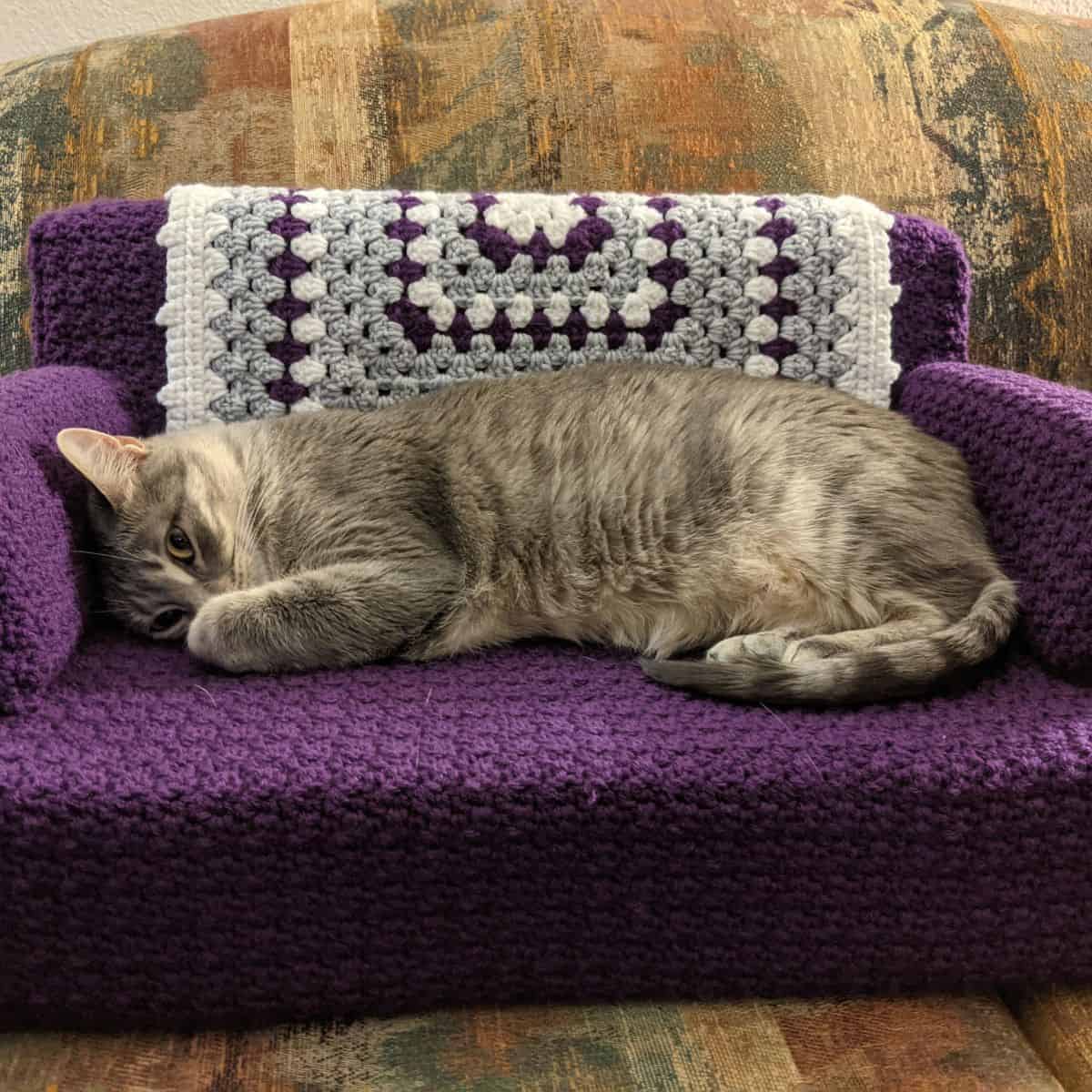 cat relaxing on purple sofa