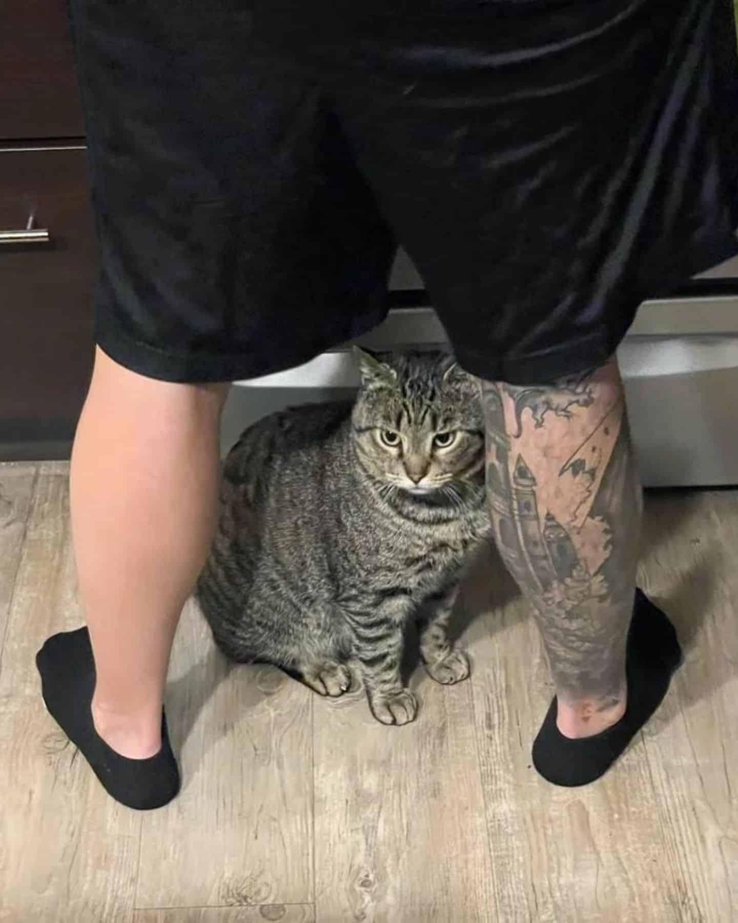 cat sitting by man's legs