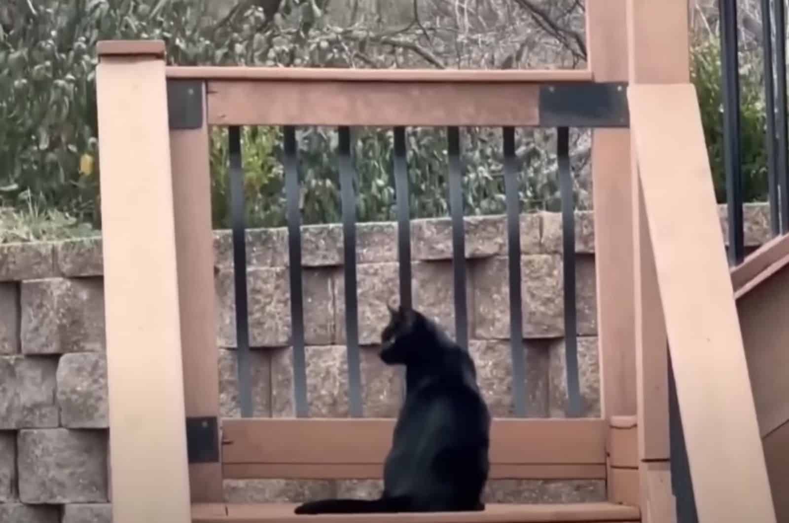 cat sitting by the fence