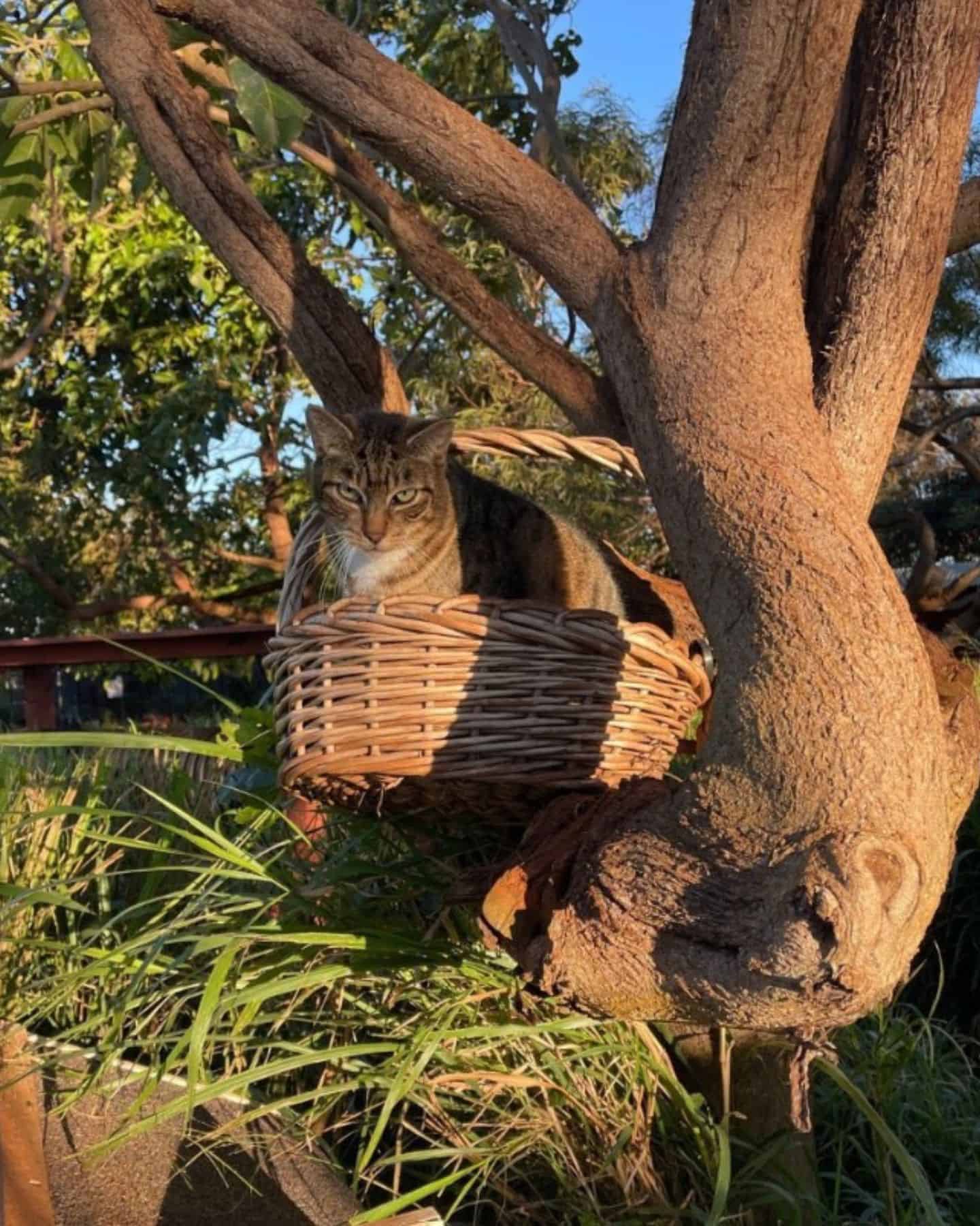 cat sitting in a basket on a tree