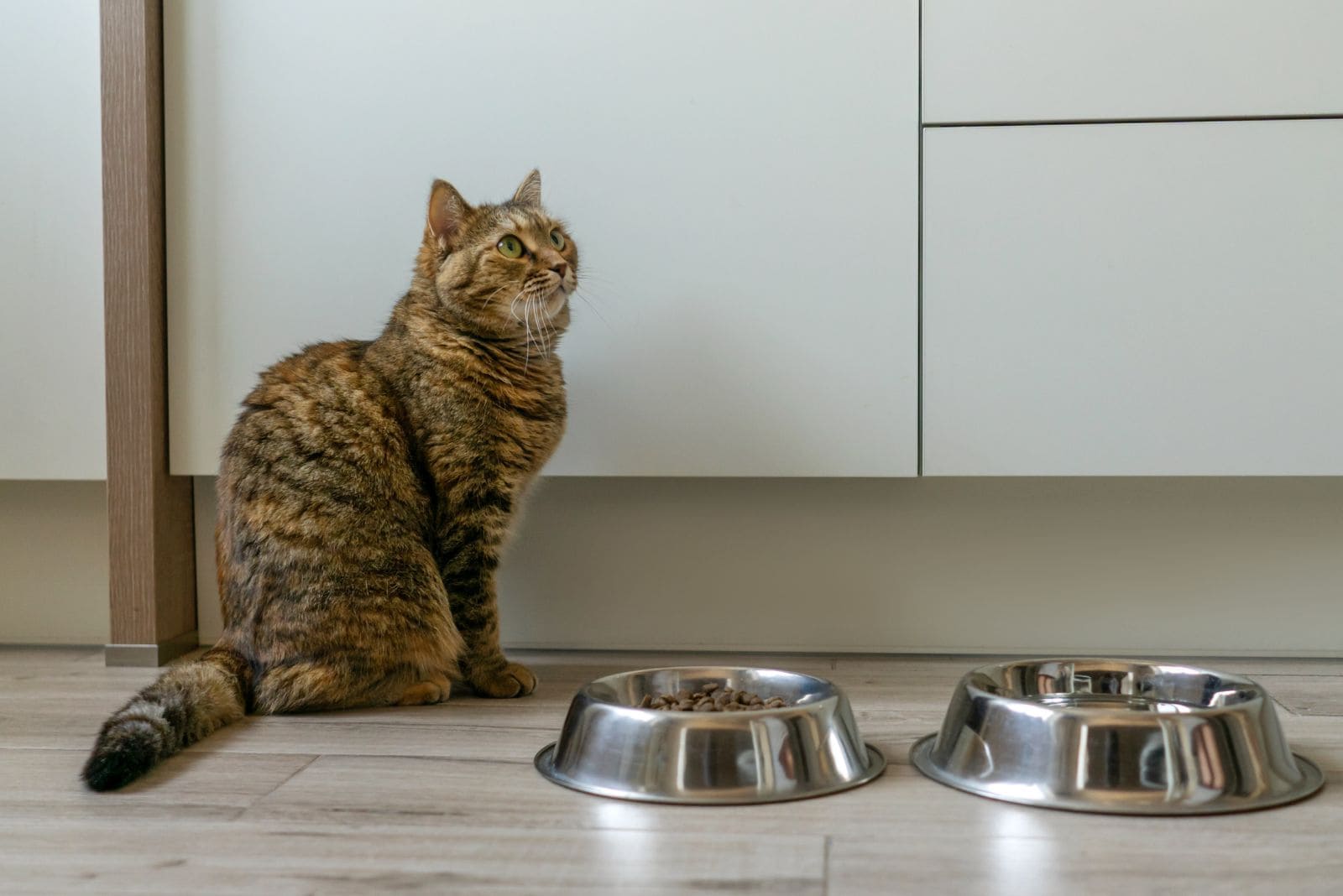 cat sitting next to metallic dishes