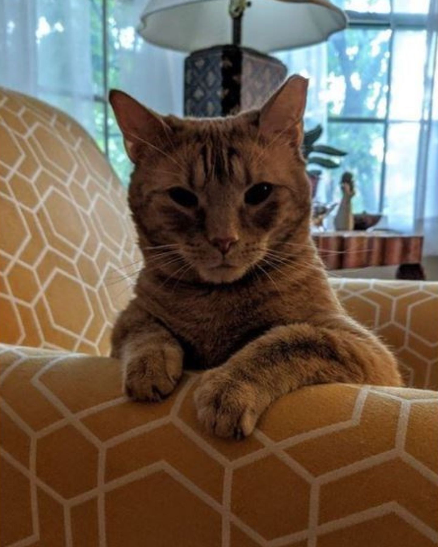 cat sitting on a sofa