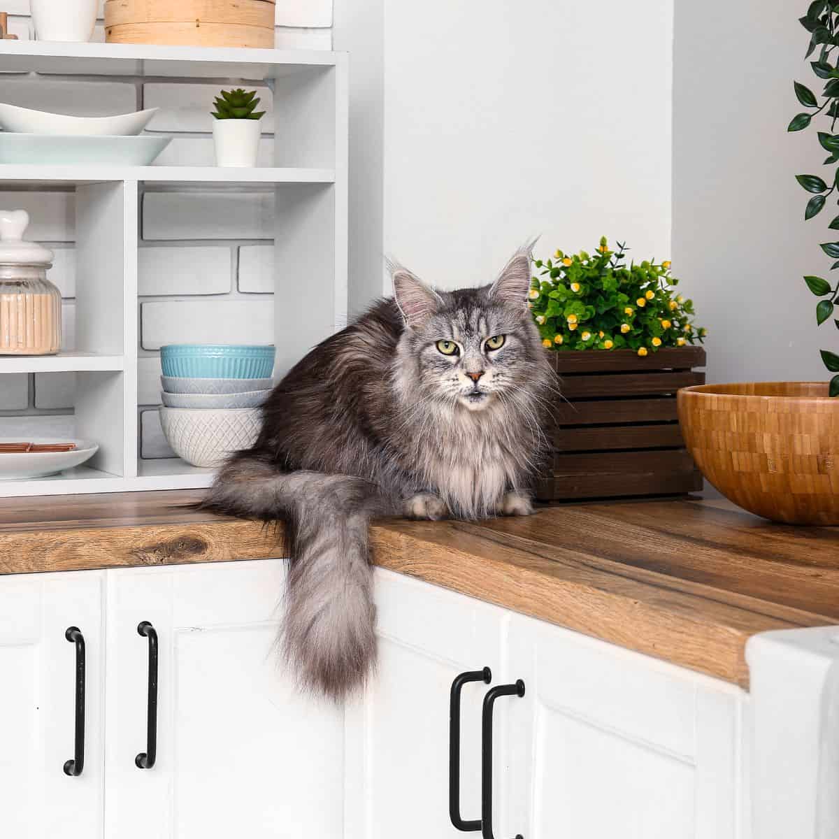 cat sitting on kitchen table
