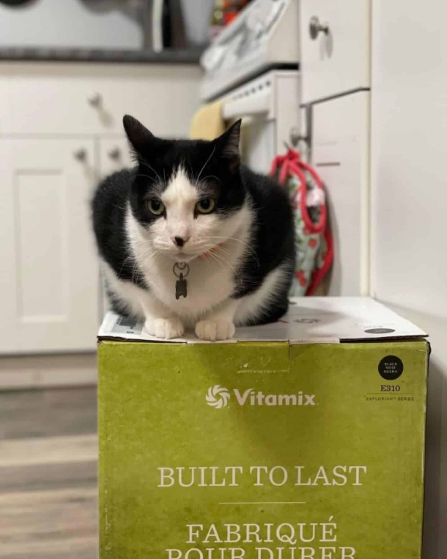 cat sitting on vitamix box