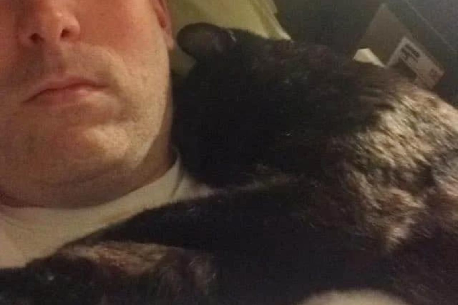 cat sleeps on man shoulder