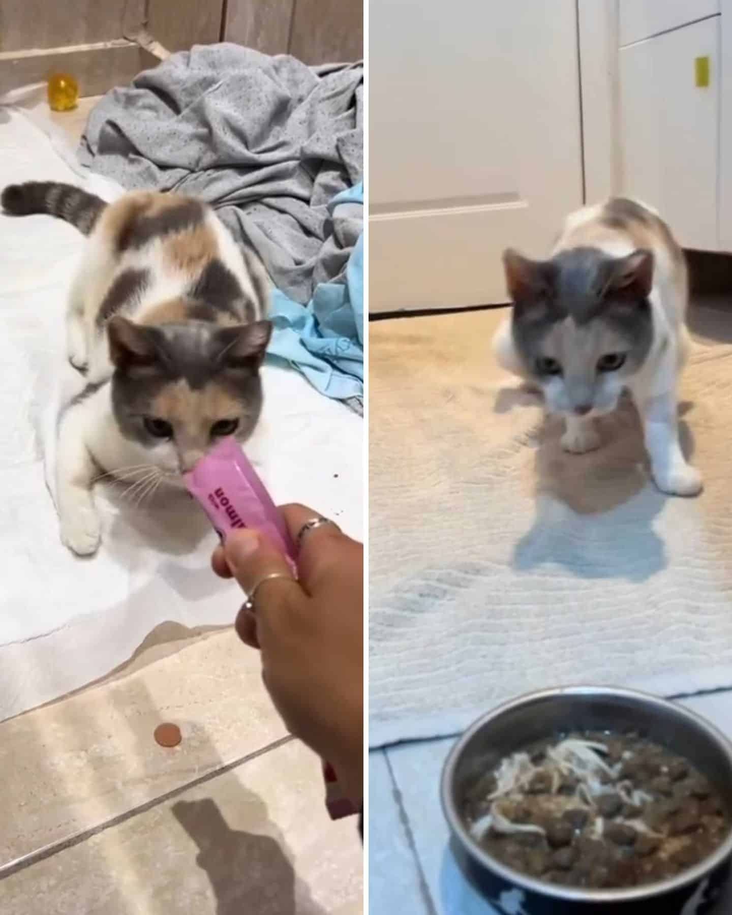 cat sniffing food
