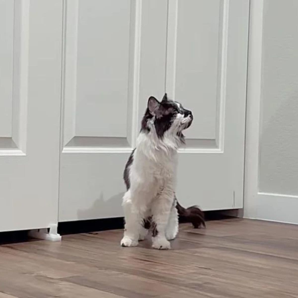 cat standing next to door