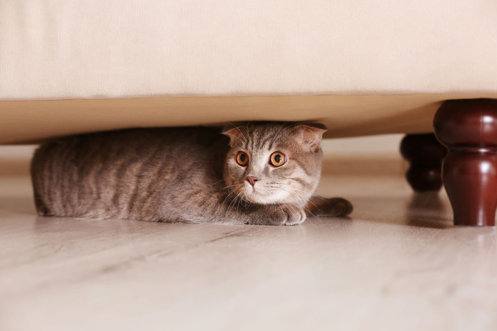 cat under bed