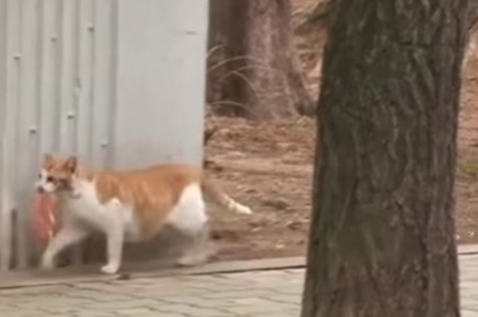 cat walking with a piece of chicken in mouth