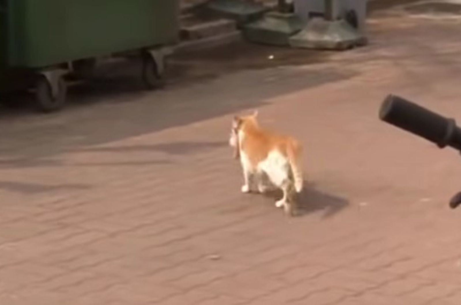 cat walking