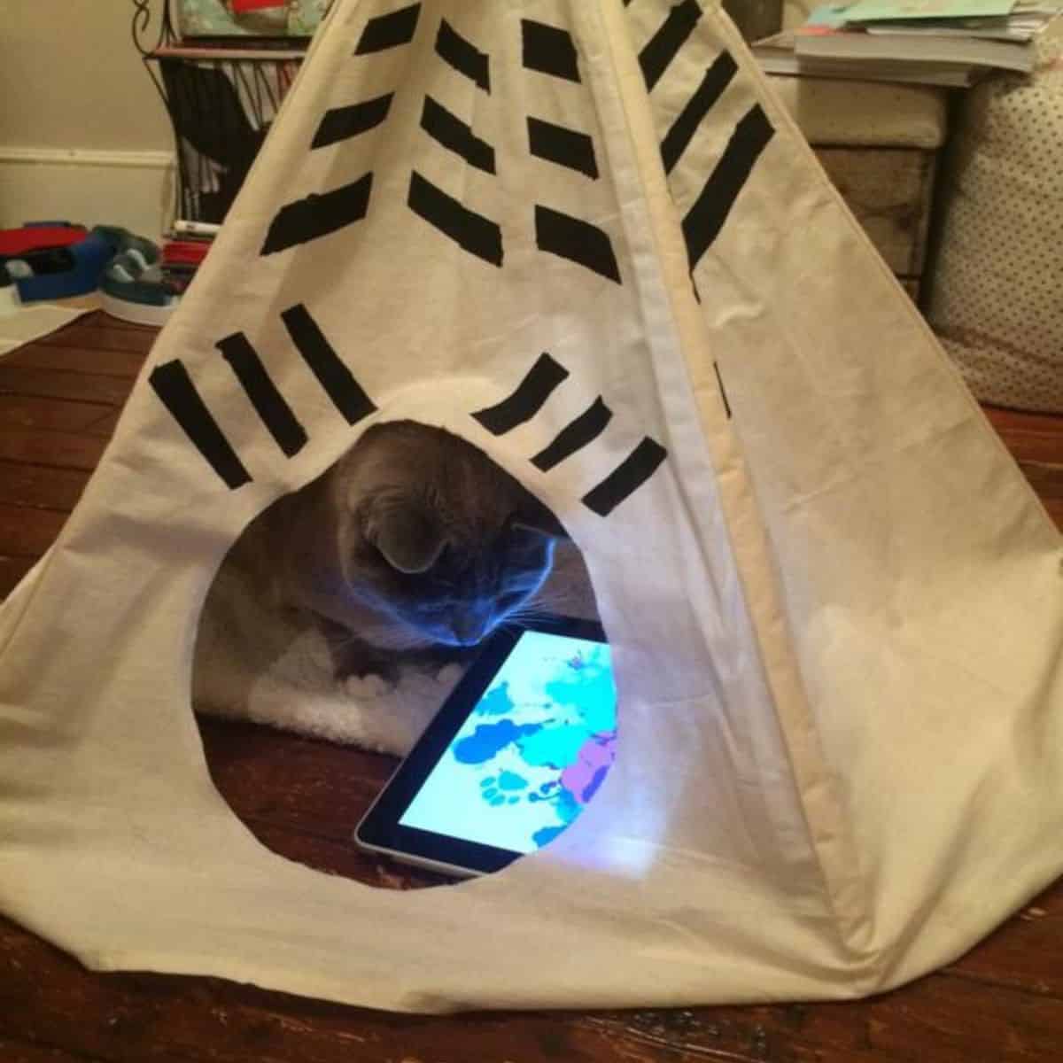 cat watching tablet in a tent