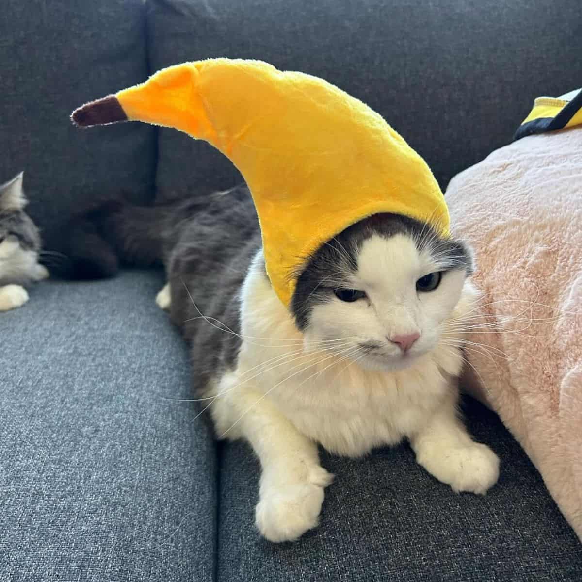 cat wearing banana hat