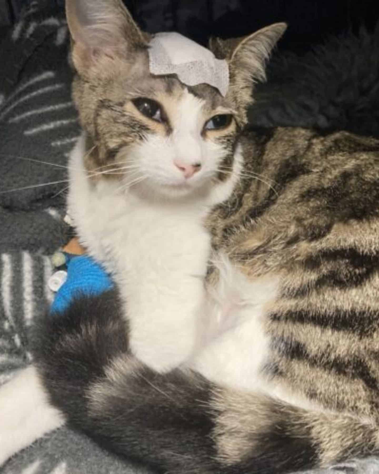 cat with a bandage on head