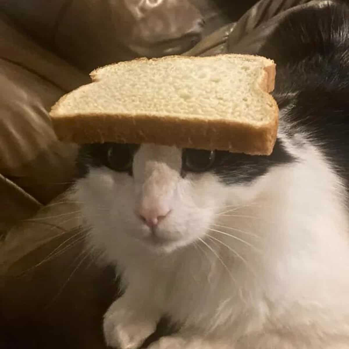 cat with a slice of bread on its head