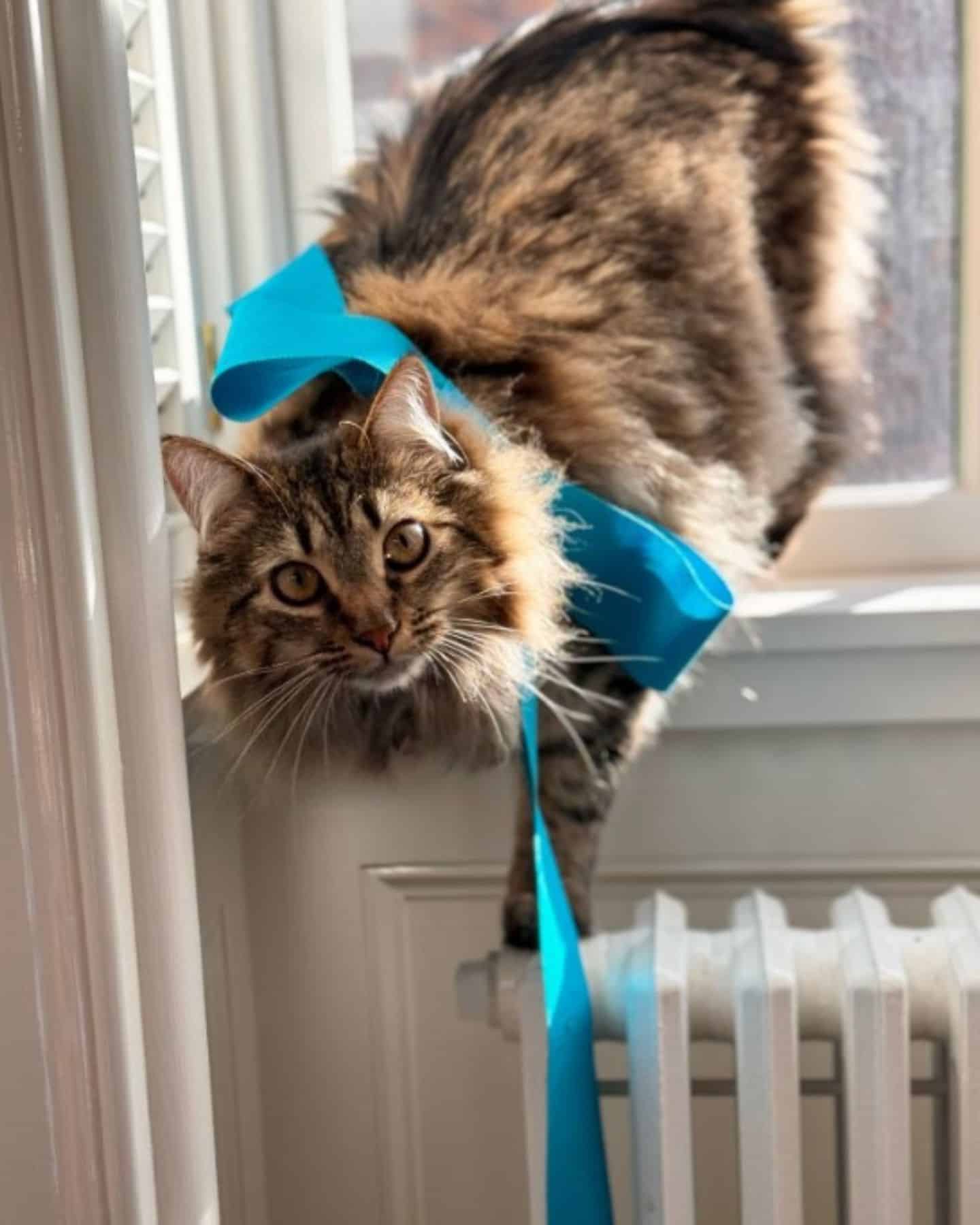 cat with blue bow