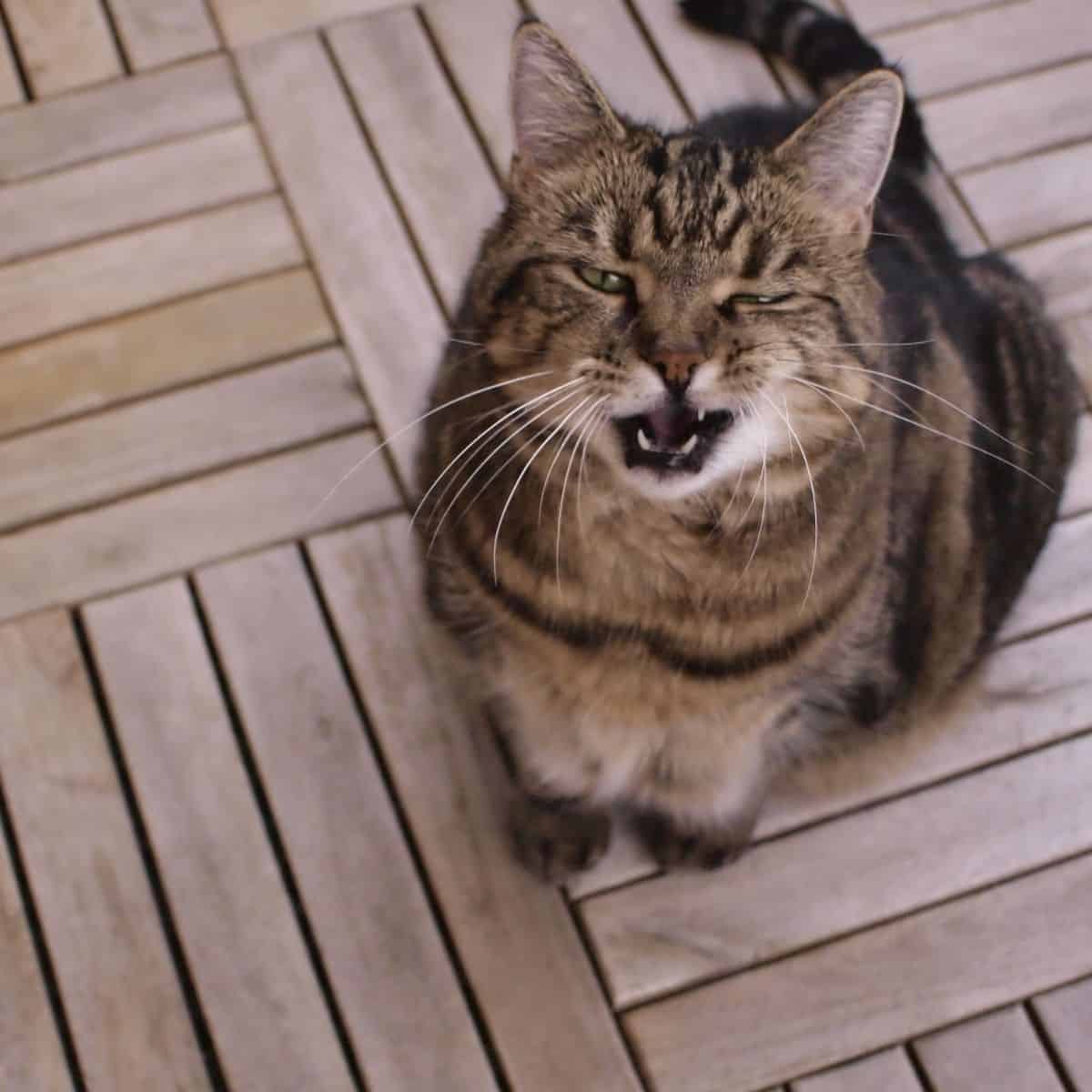 cat with funny looks