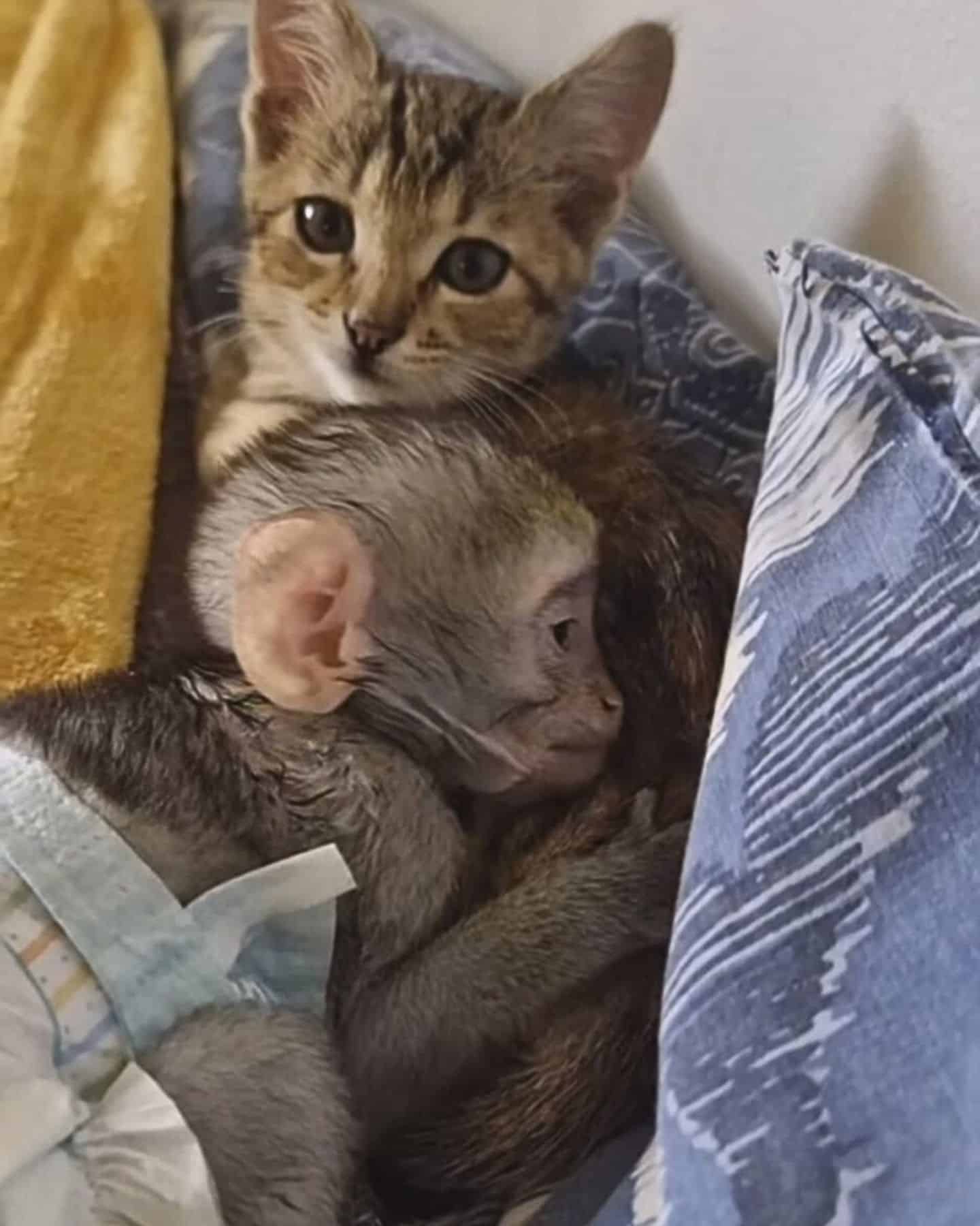 cat with monkey in hug