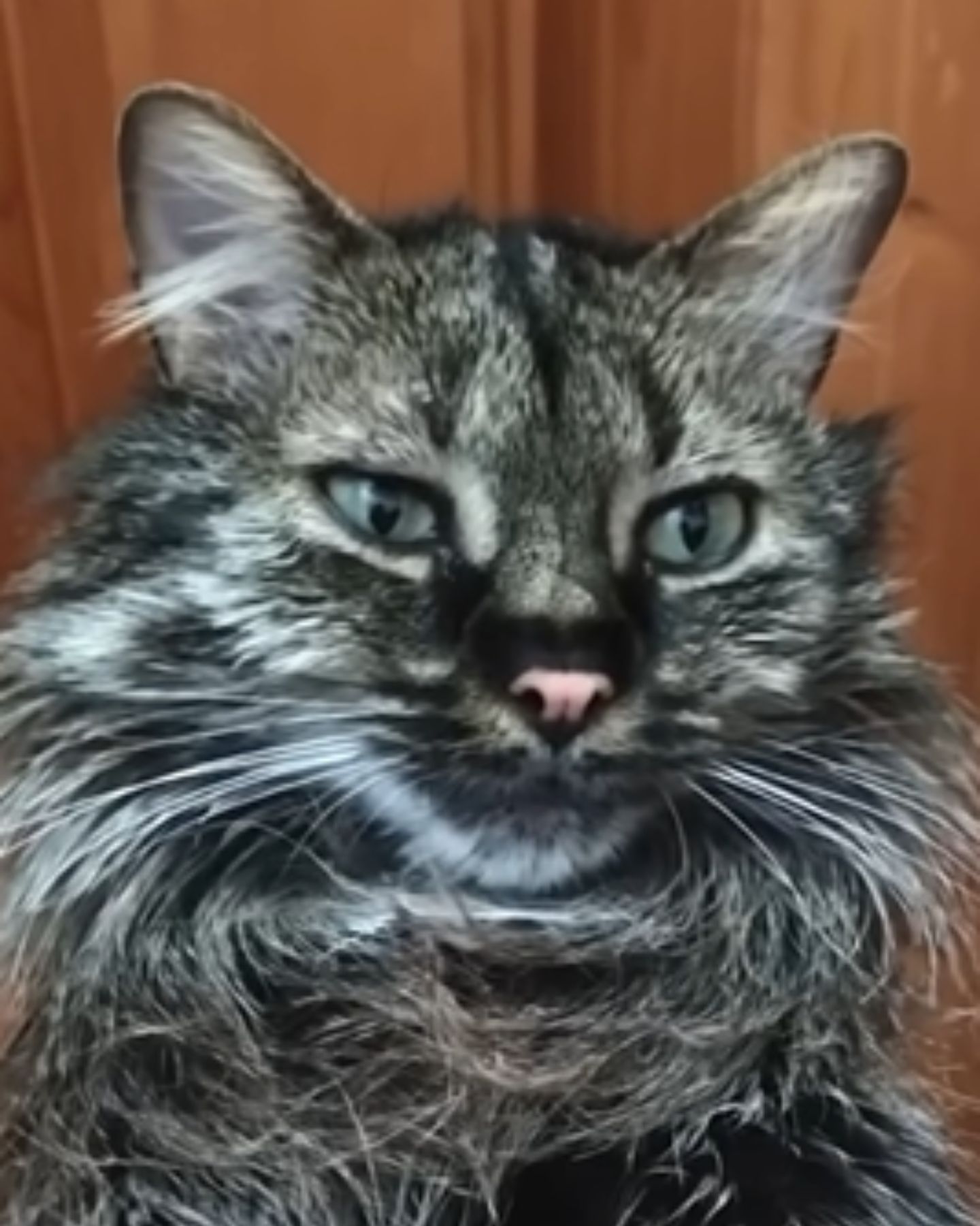 cat with weird fur