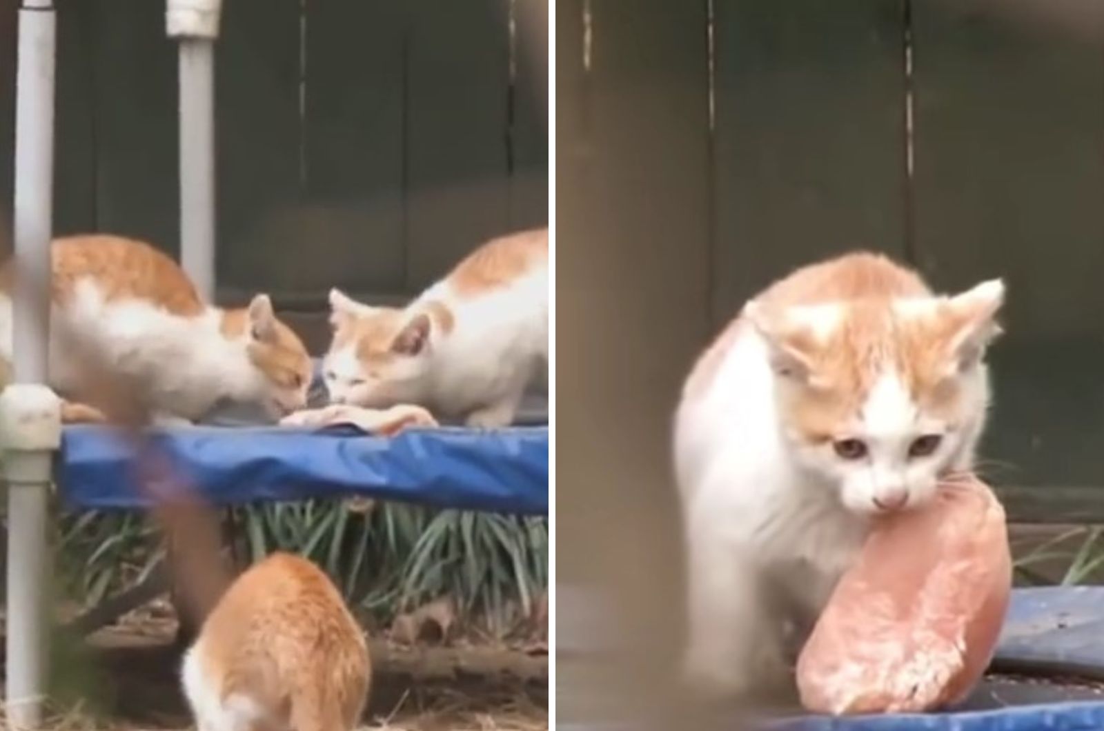 cats eating chicken breast