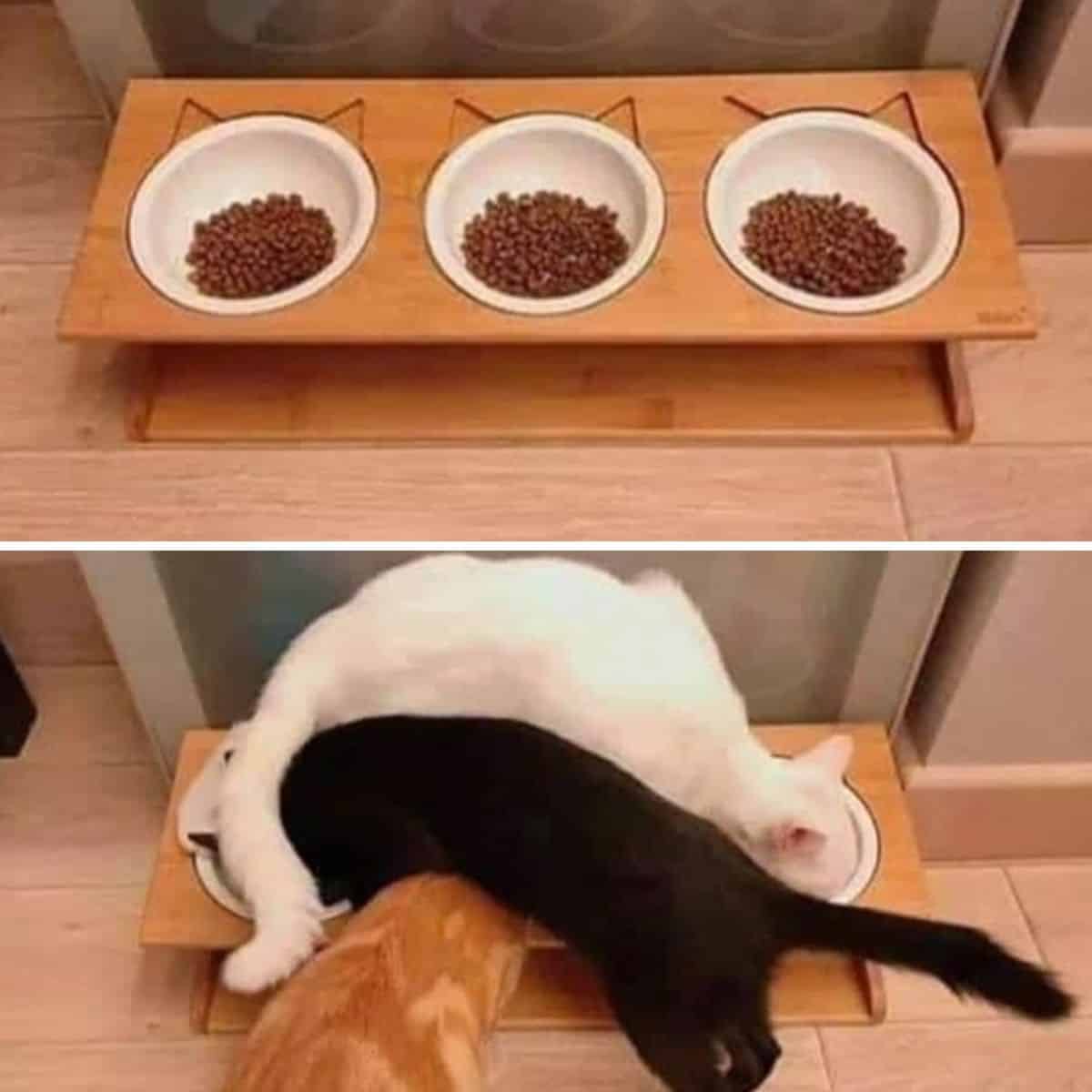 cats eating in a funny way