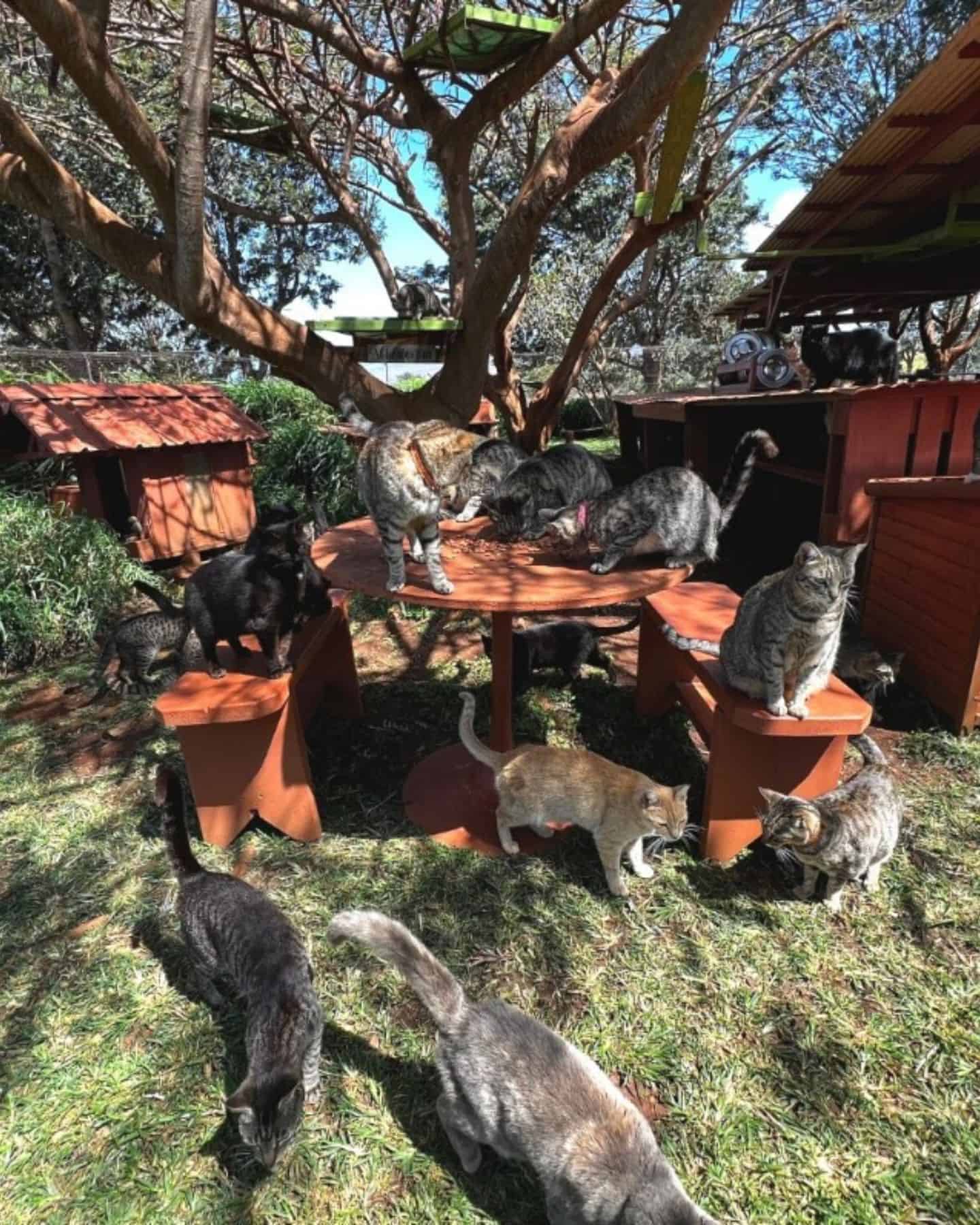 cats in the yard