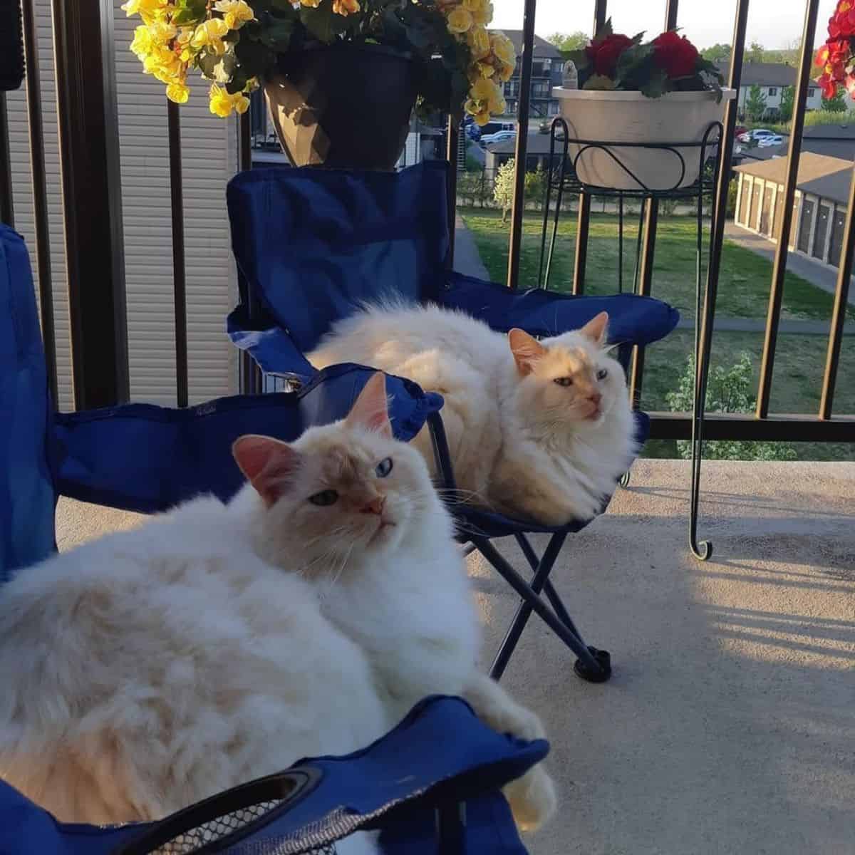 cats on the porch in chairs
