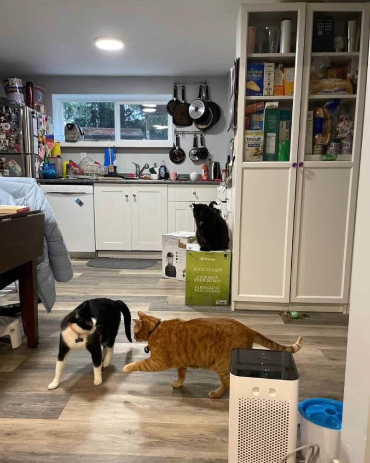 cats playing in the kitchen