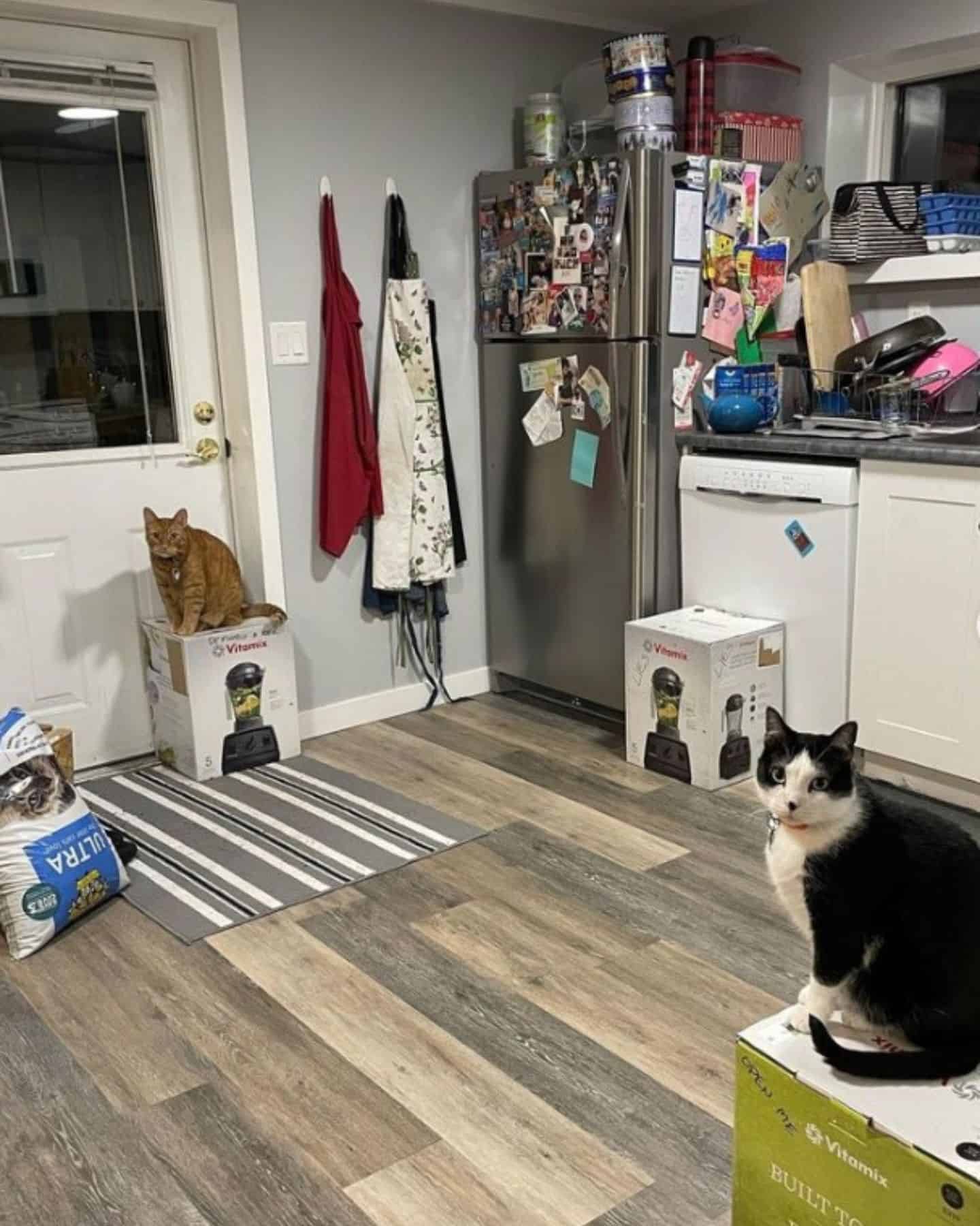 cats sitting on boxes in the kitchen