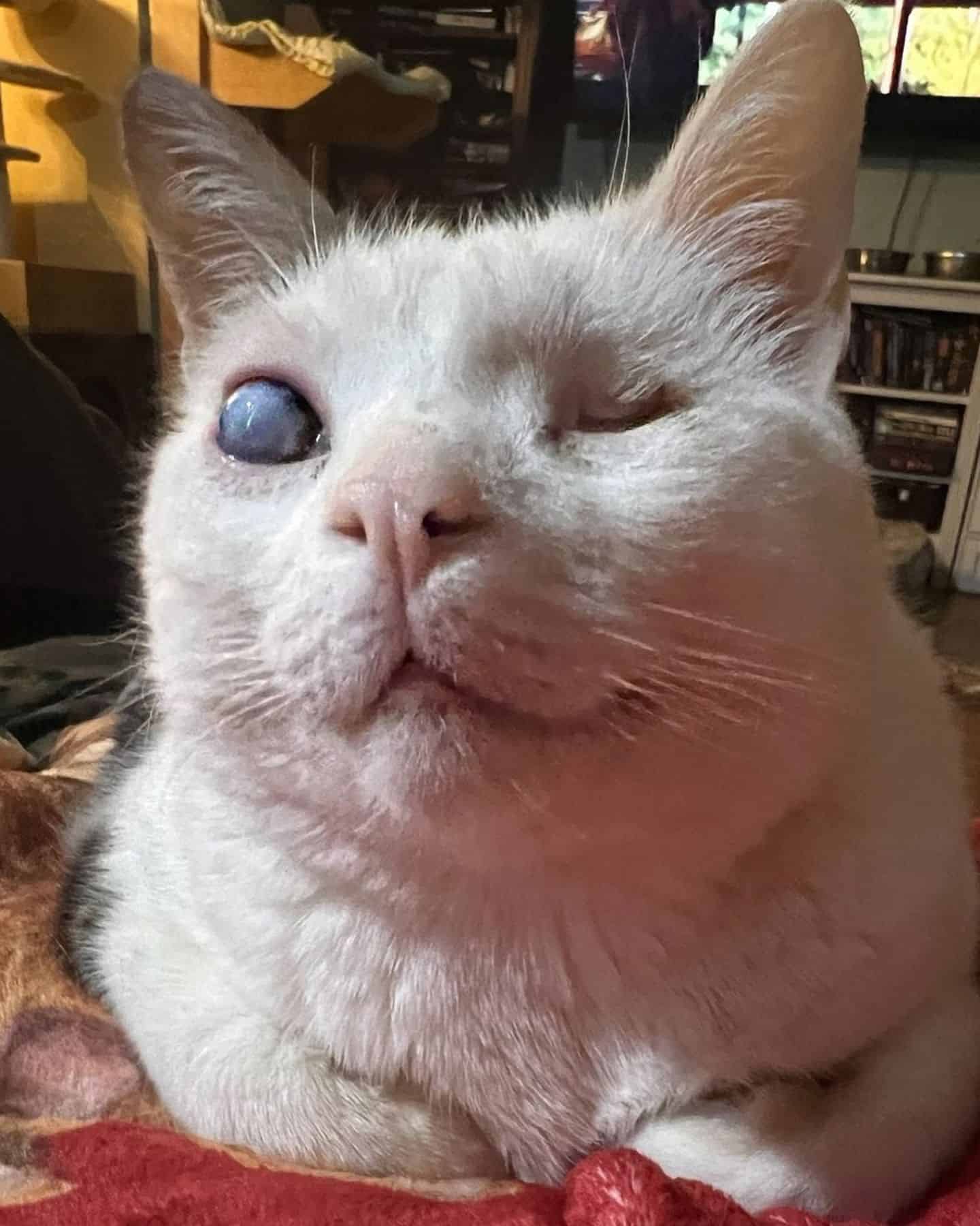 close-up photo of a blind cat