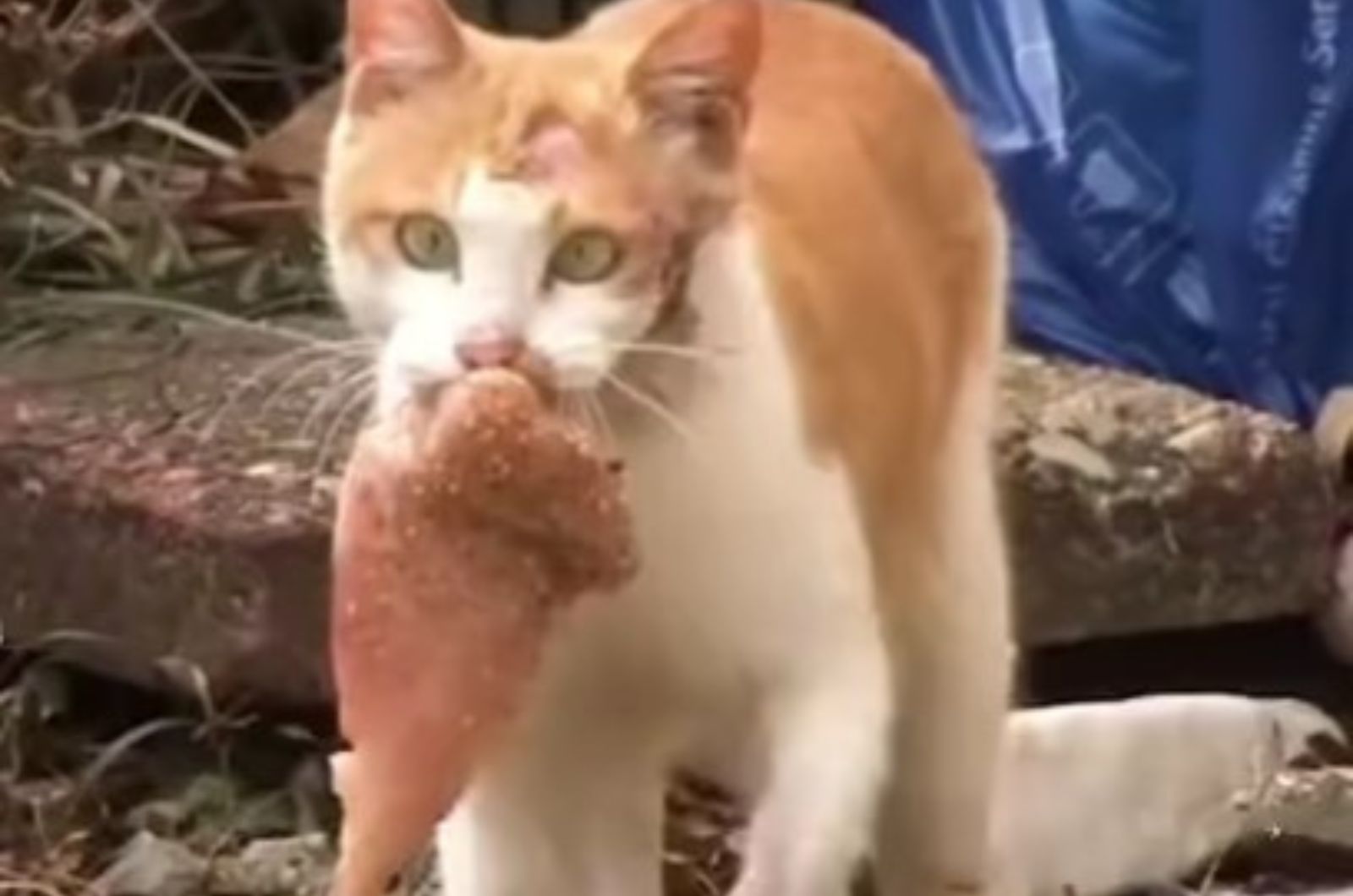 close-up photo of cat carrying a piece of chicken