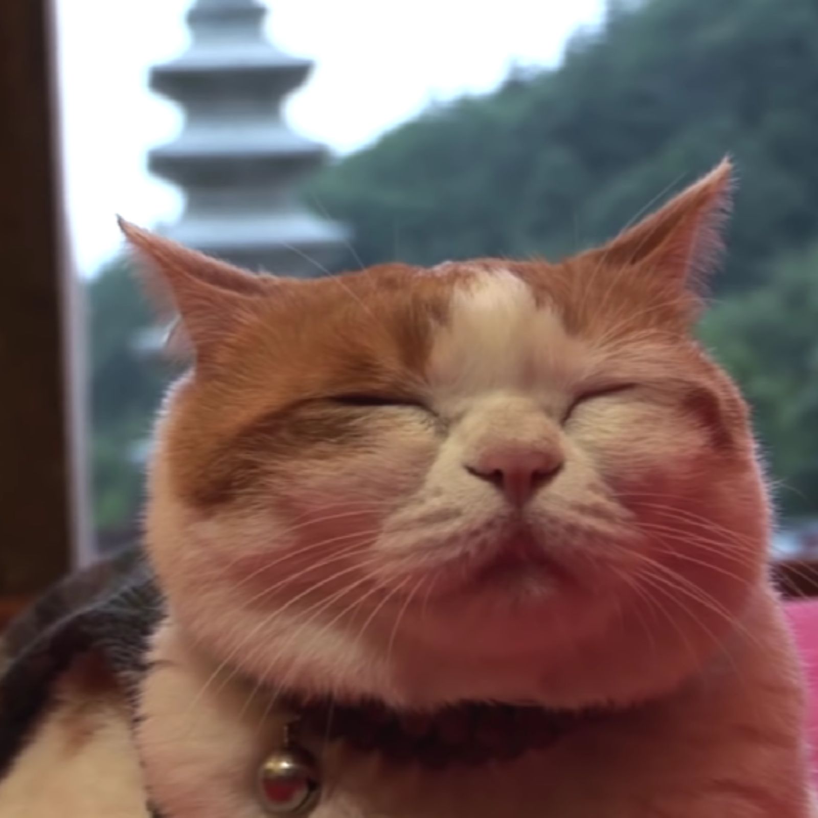 close-up photo of cat with closed eyes