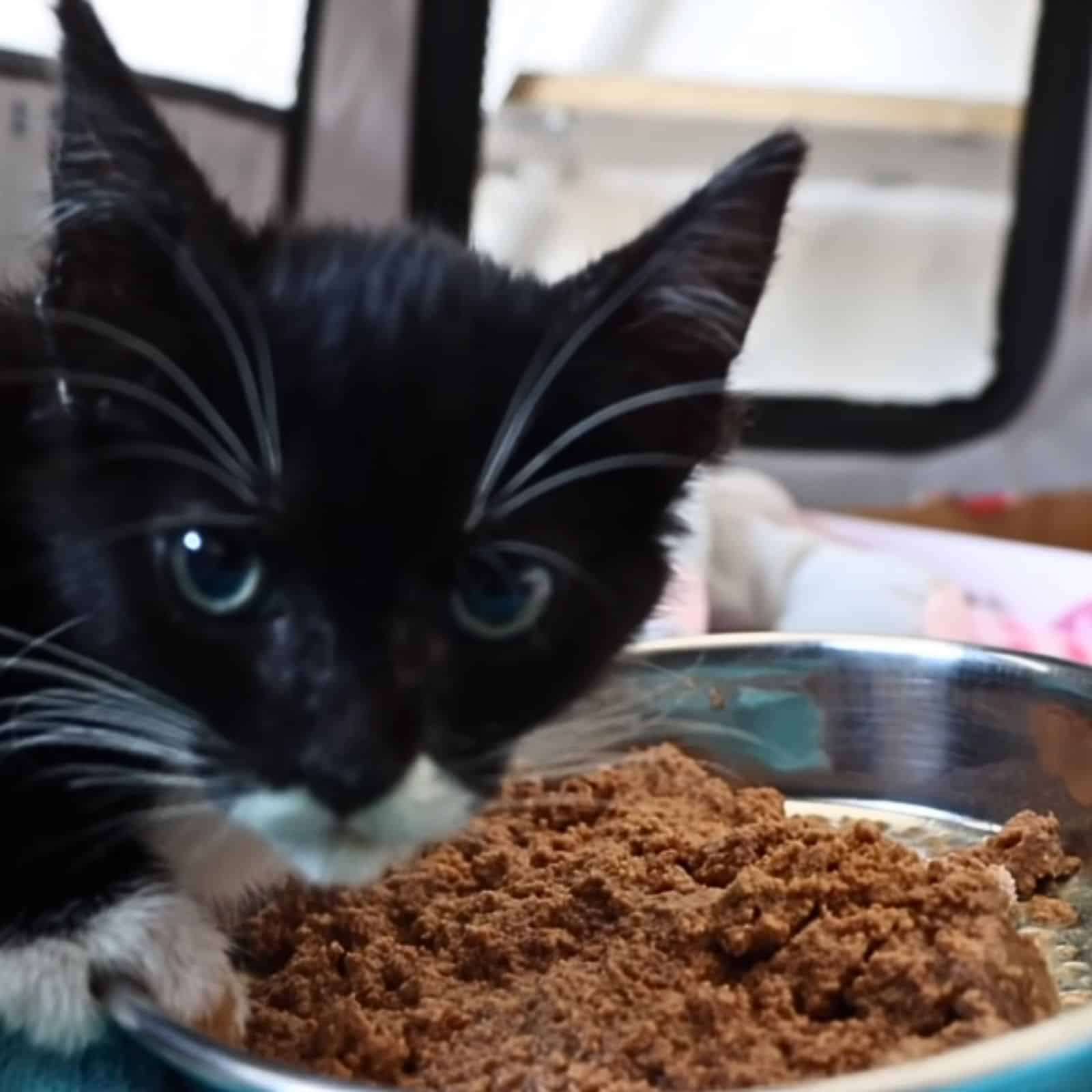 close-up photo of kitten and food bowl